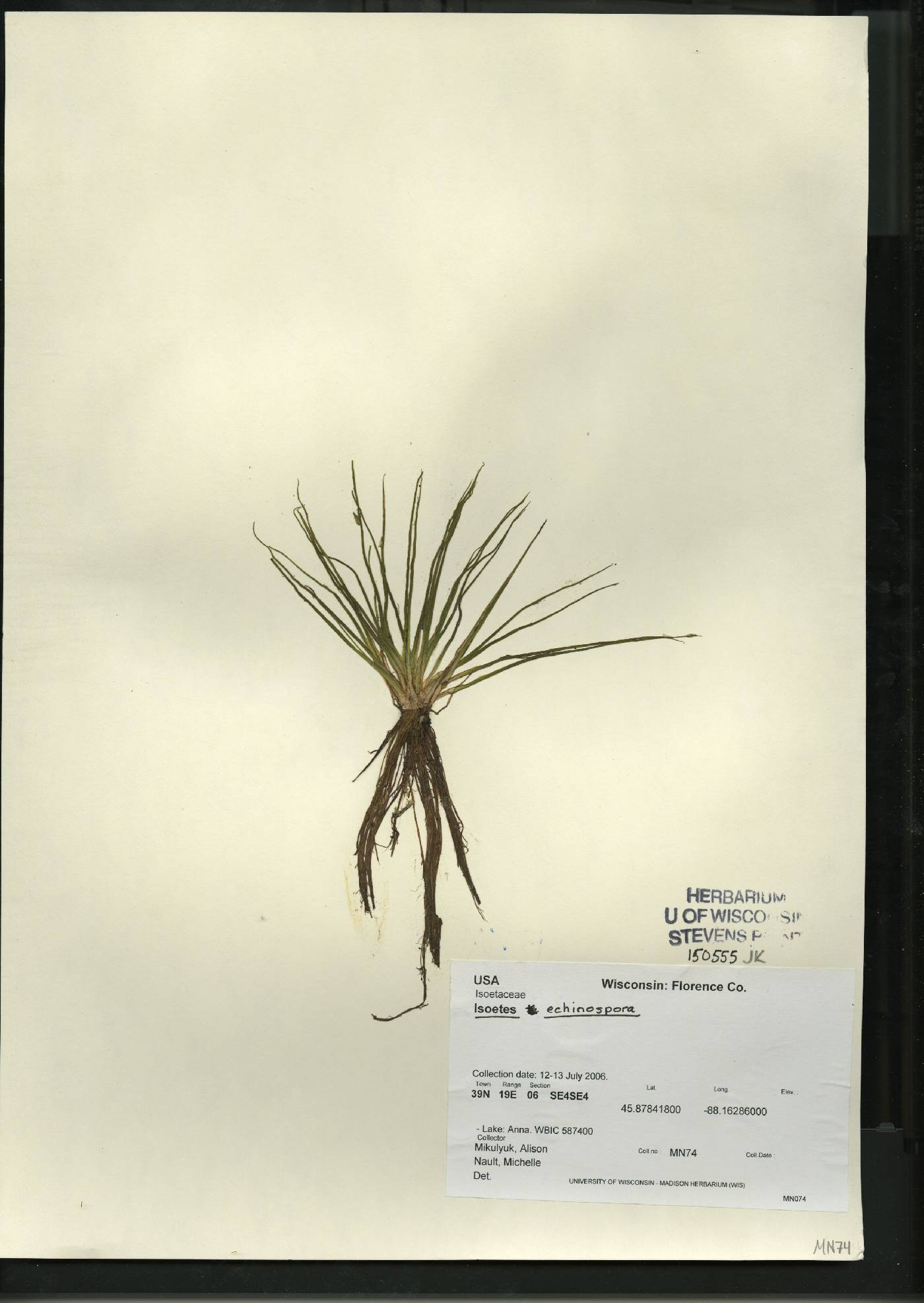 Isoëtes echinospora image
