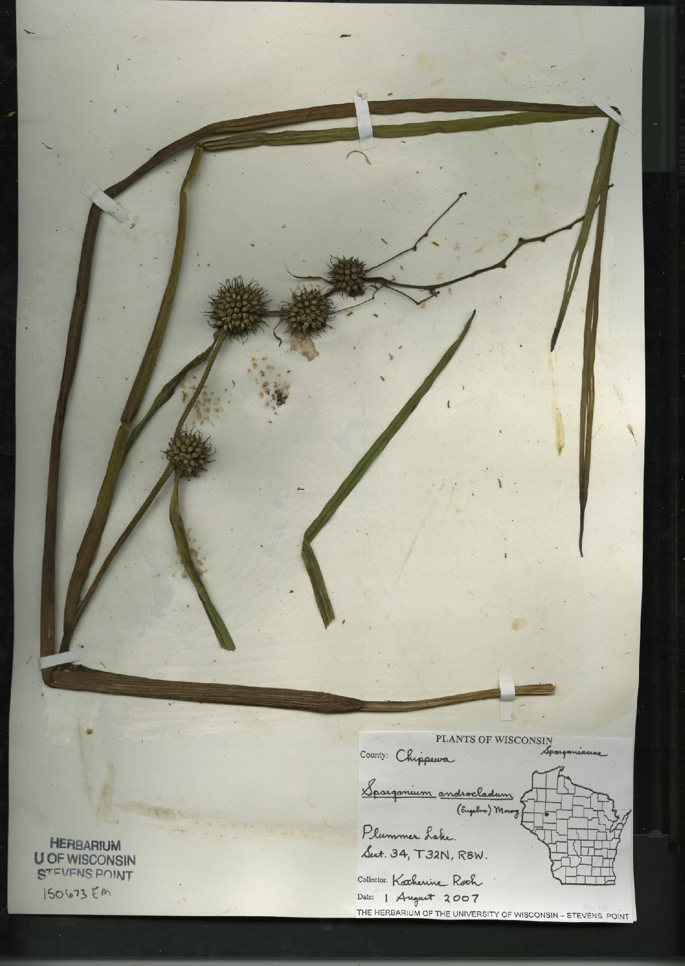 Sparganium androcladum image