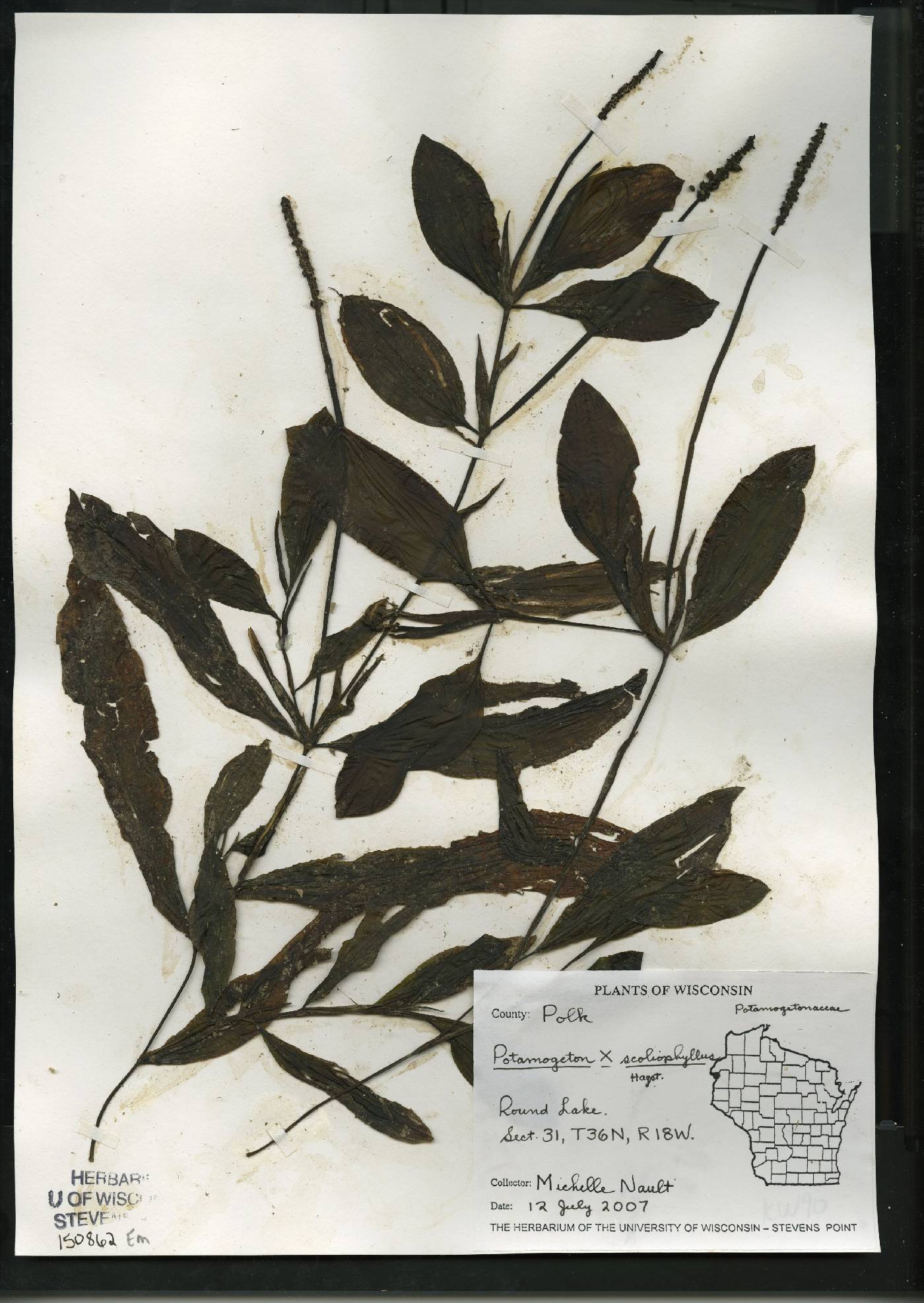 Potamogeton x scoliophyllus image