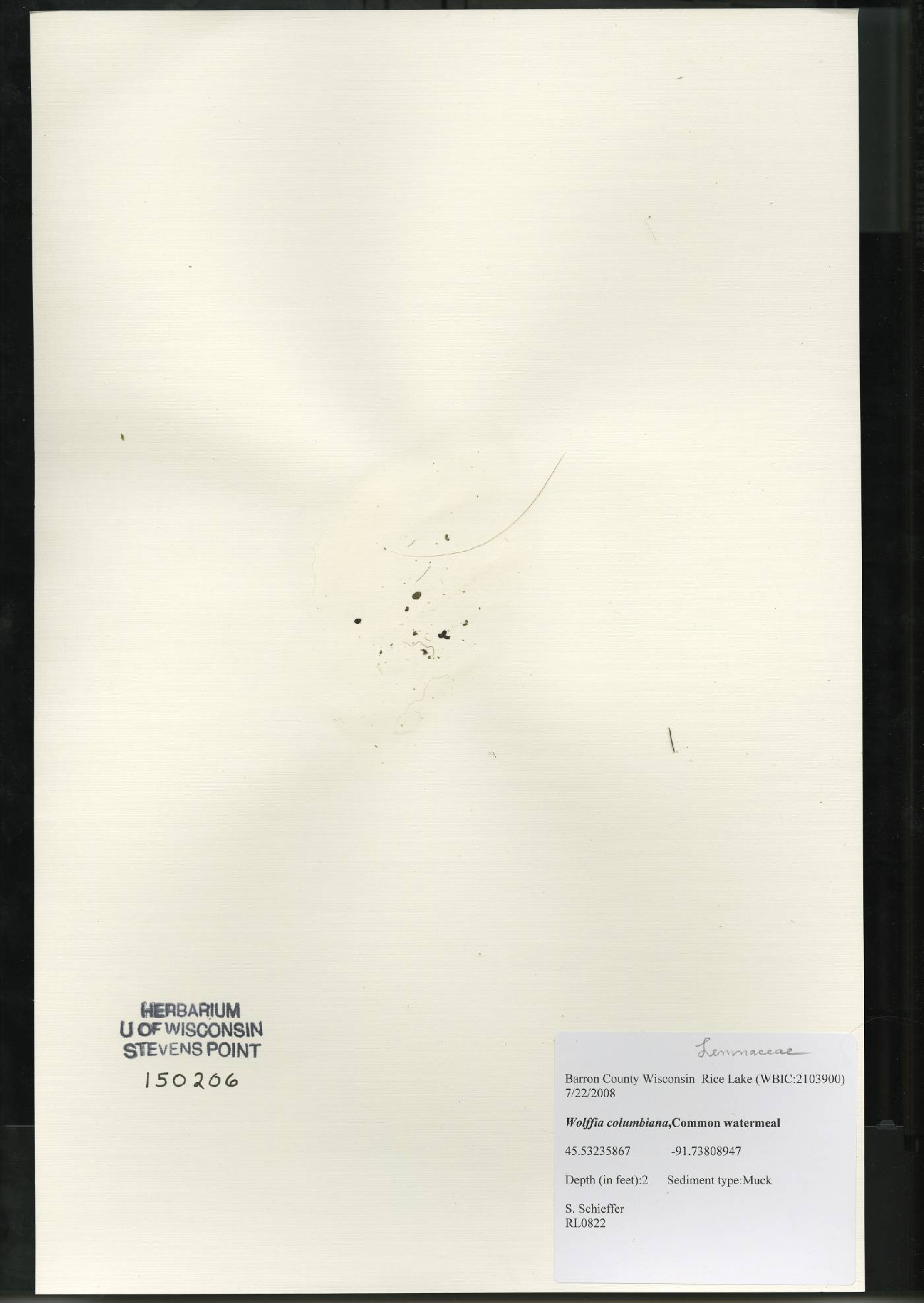 Wolffia columbiana image