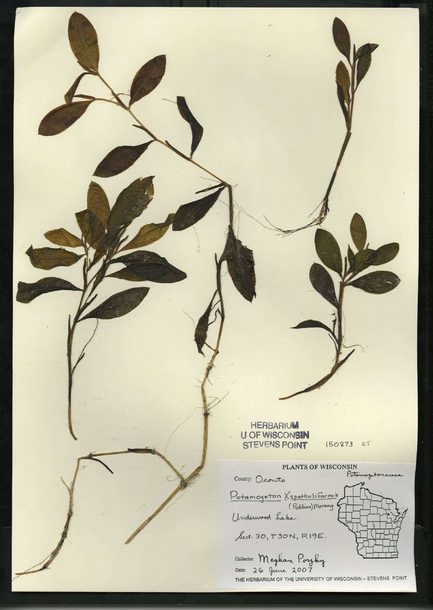 Potamogeton x spathuliformis image