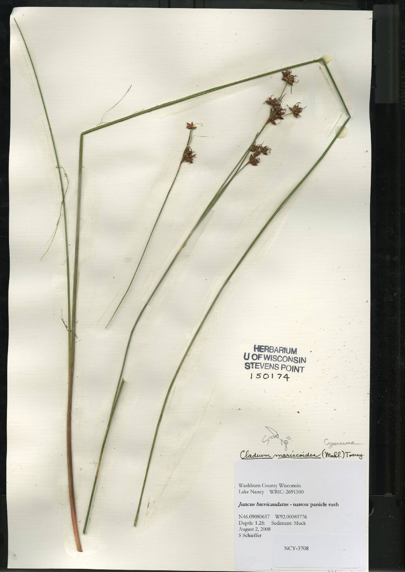 Cladium mariscoides image