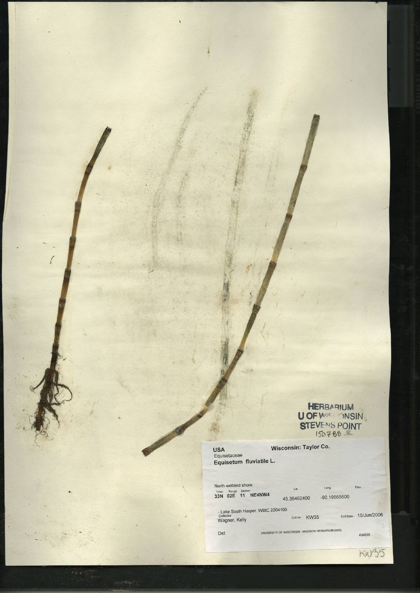 Equisetum fluviatile image