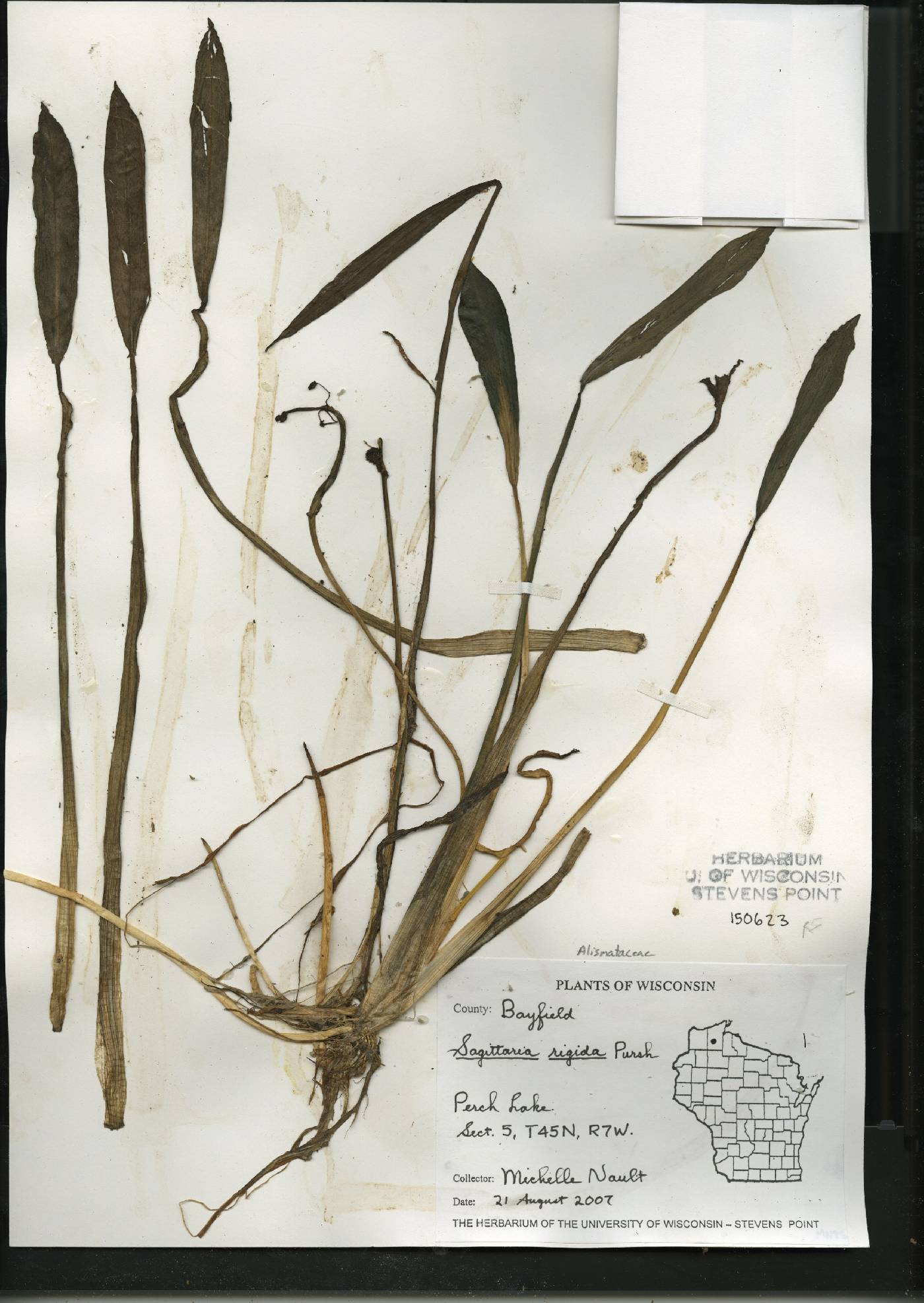 Sagittaria rigida image