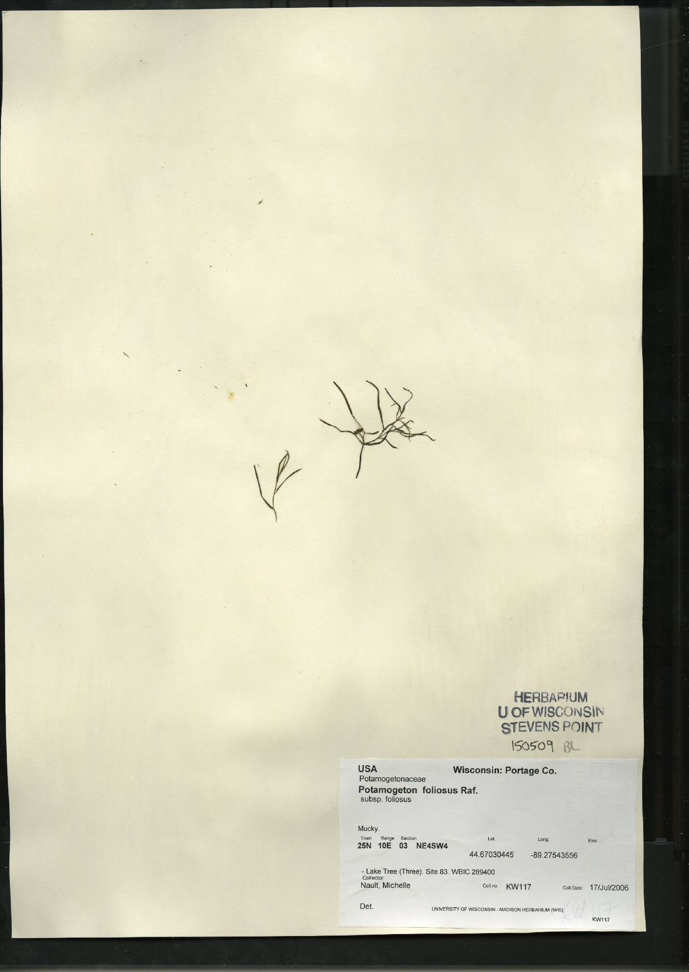 Potamogeton foliosus subsp. foliosus image