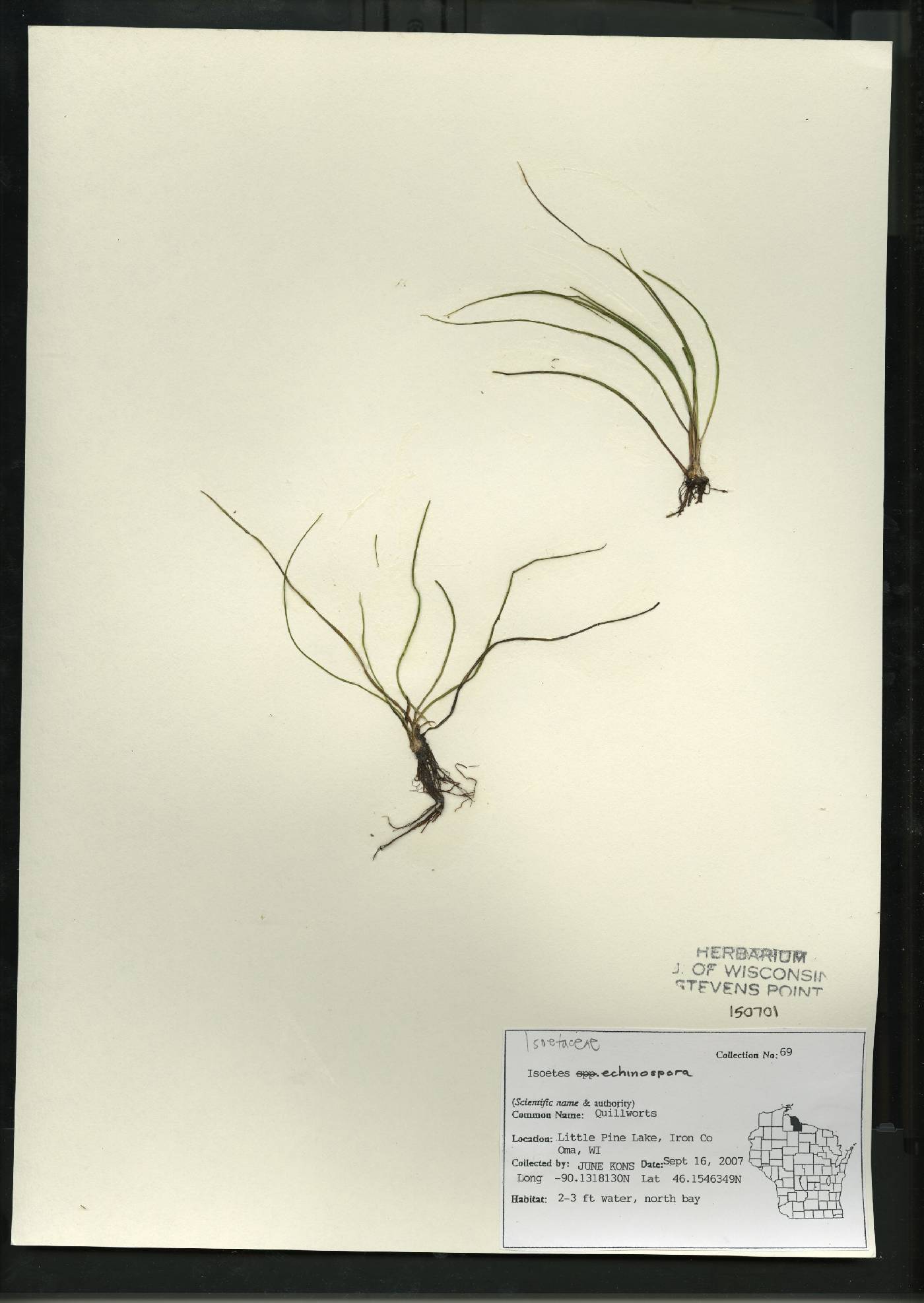 Isoëtes echinospora image