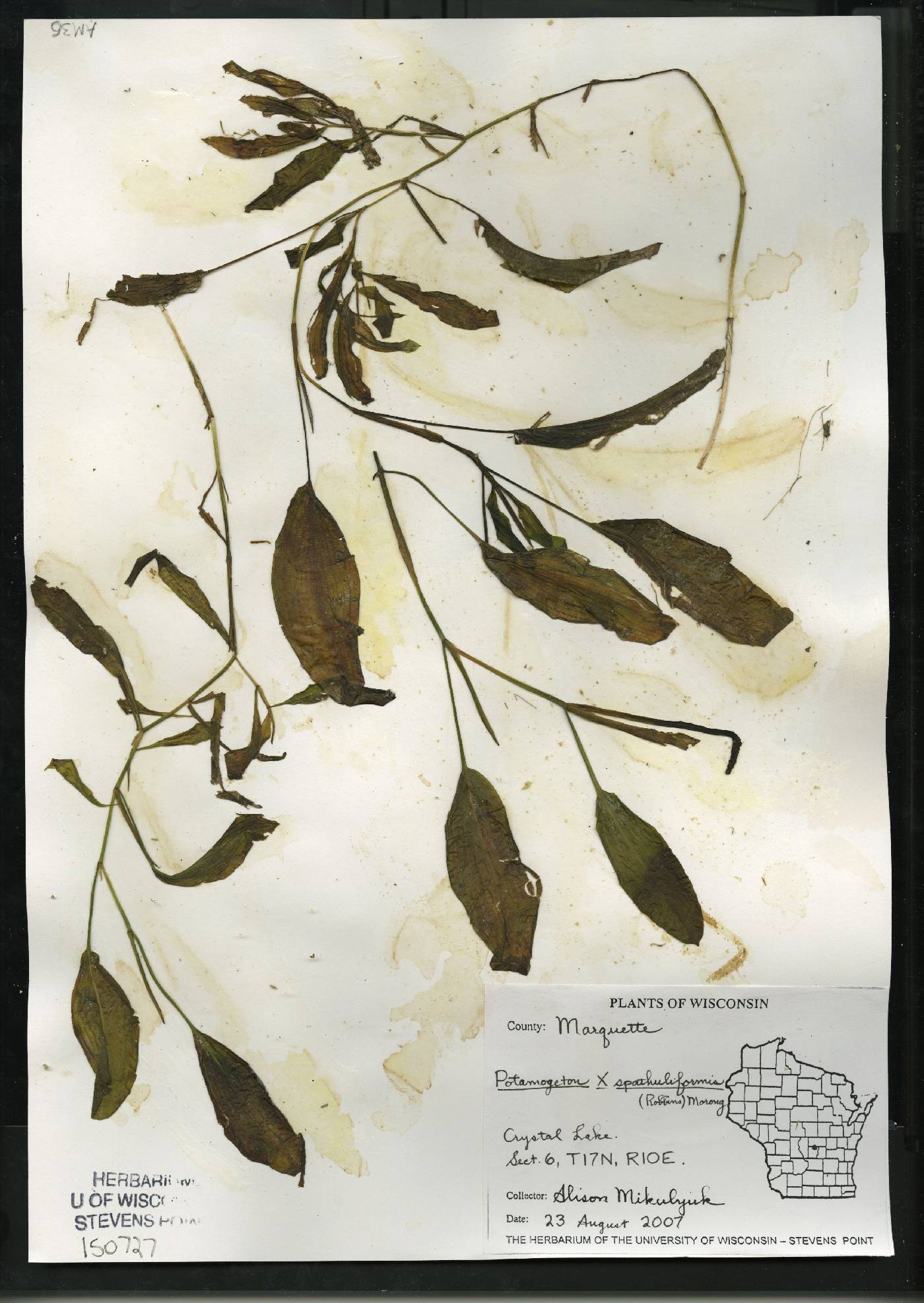 Potamogeton x spathuliformis image