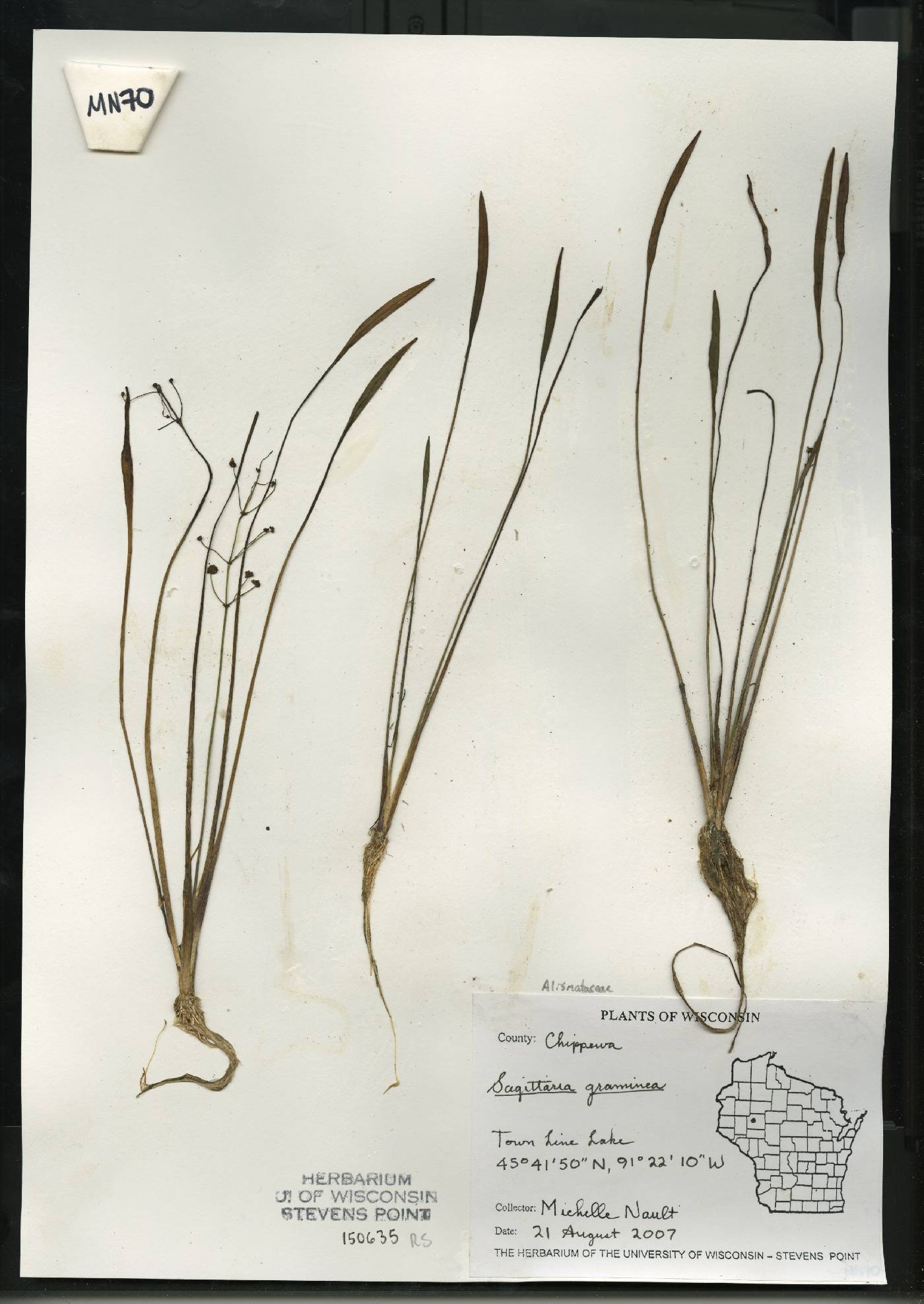 Sagittaria graminea image