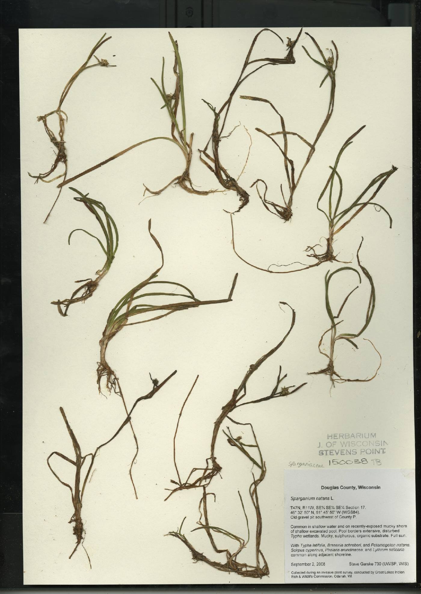 Sparganium natans image