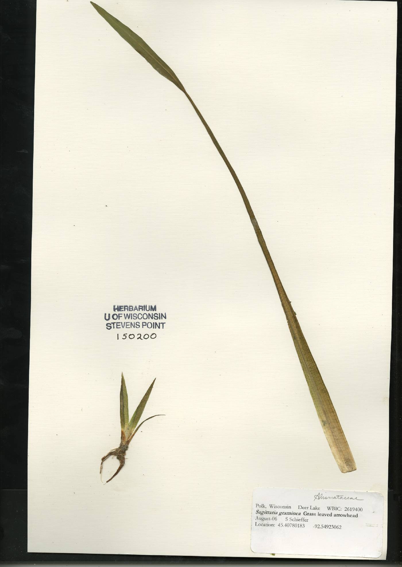 Sagittaria graminea image