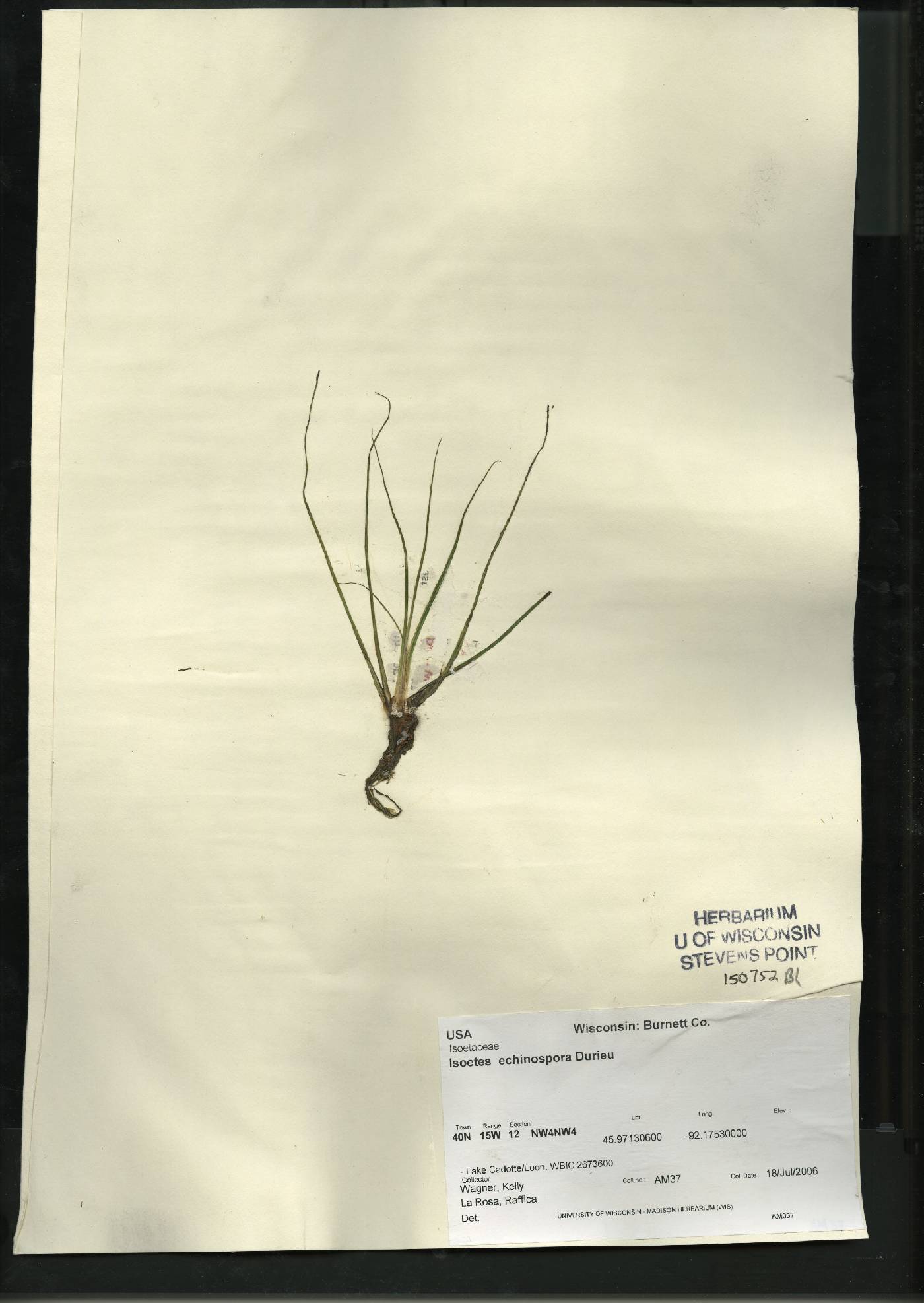 Isoëtes echinospora image