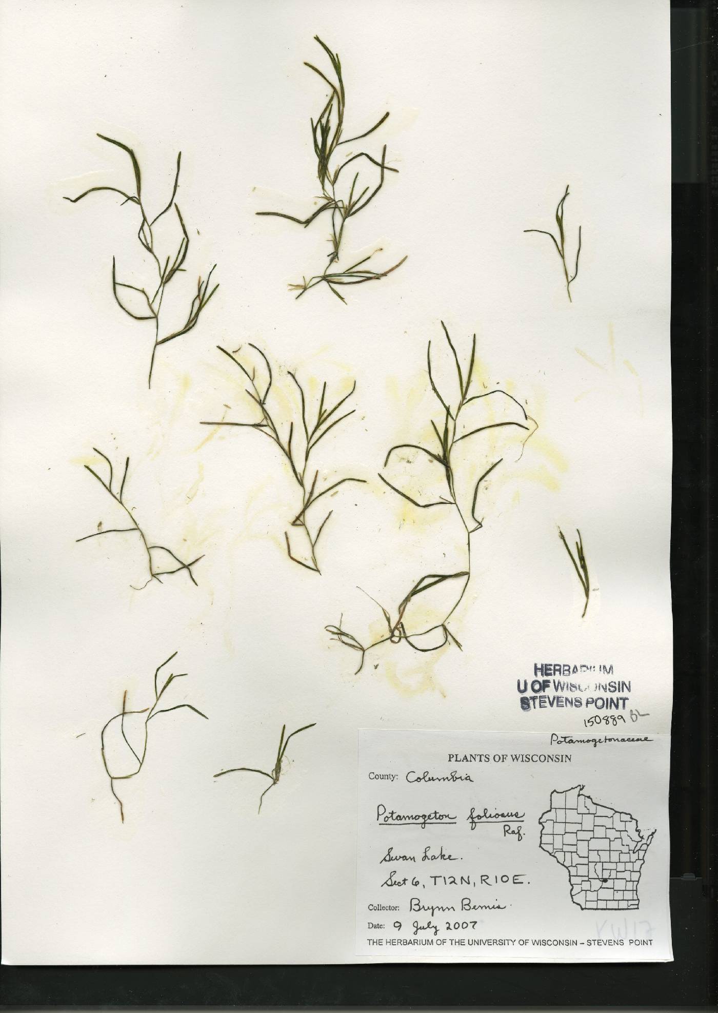 Potamogeton foliosus subsp. foliosus image