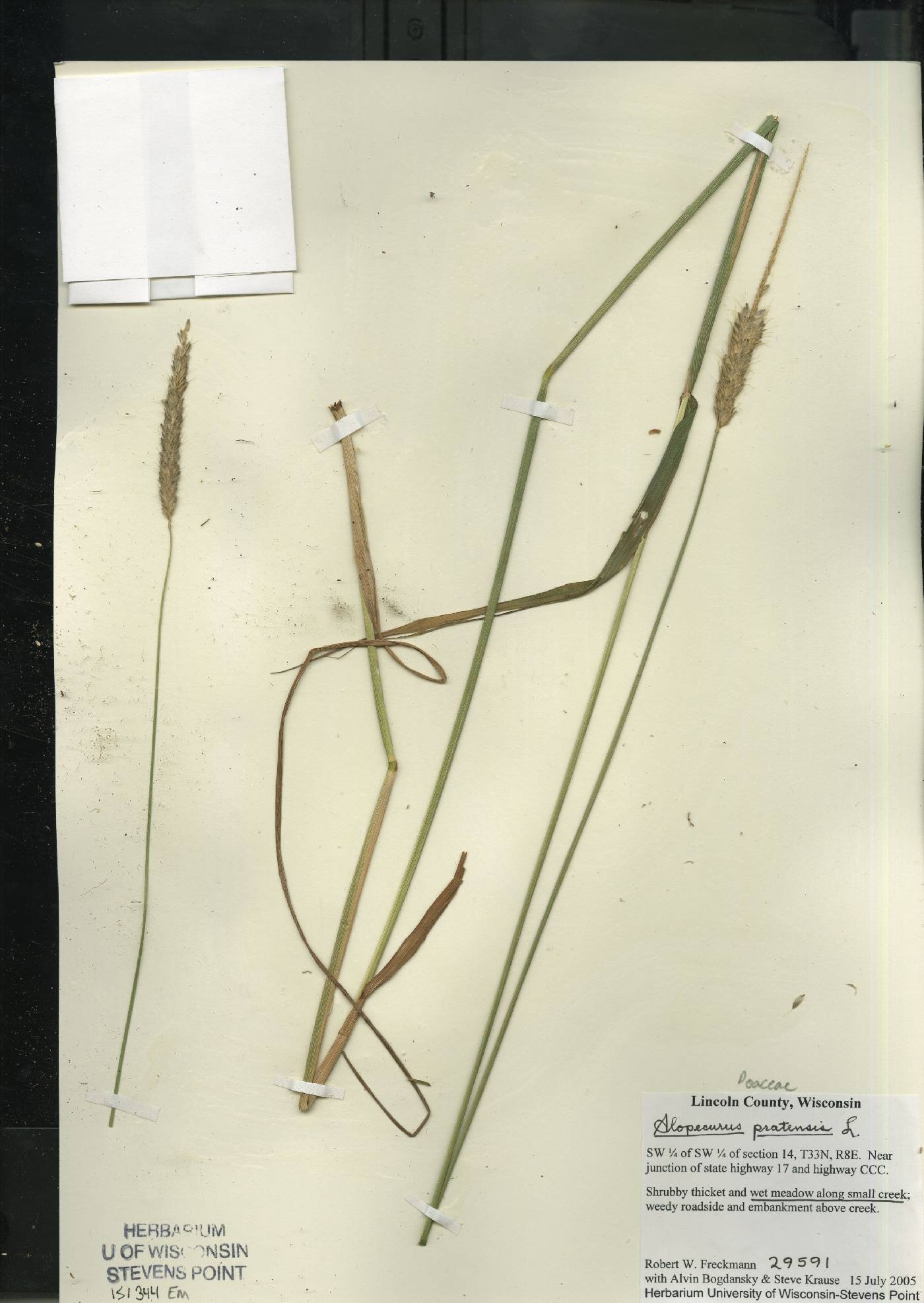 Alopecurus pratensis image