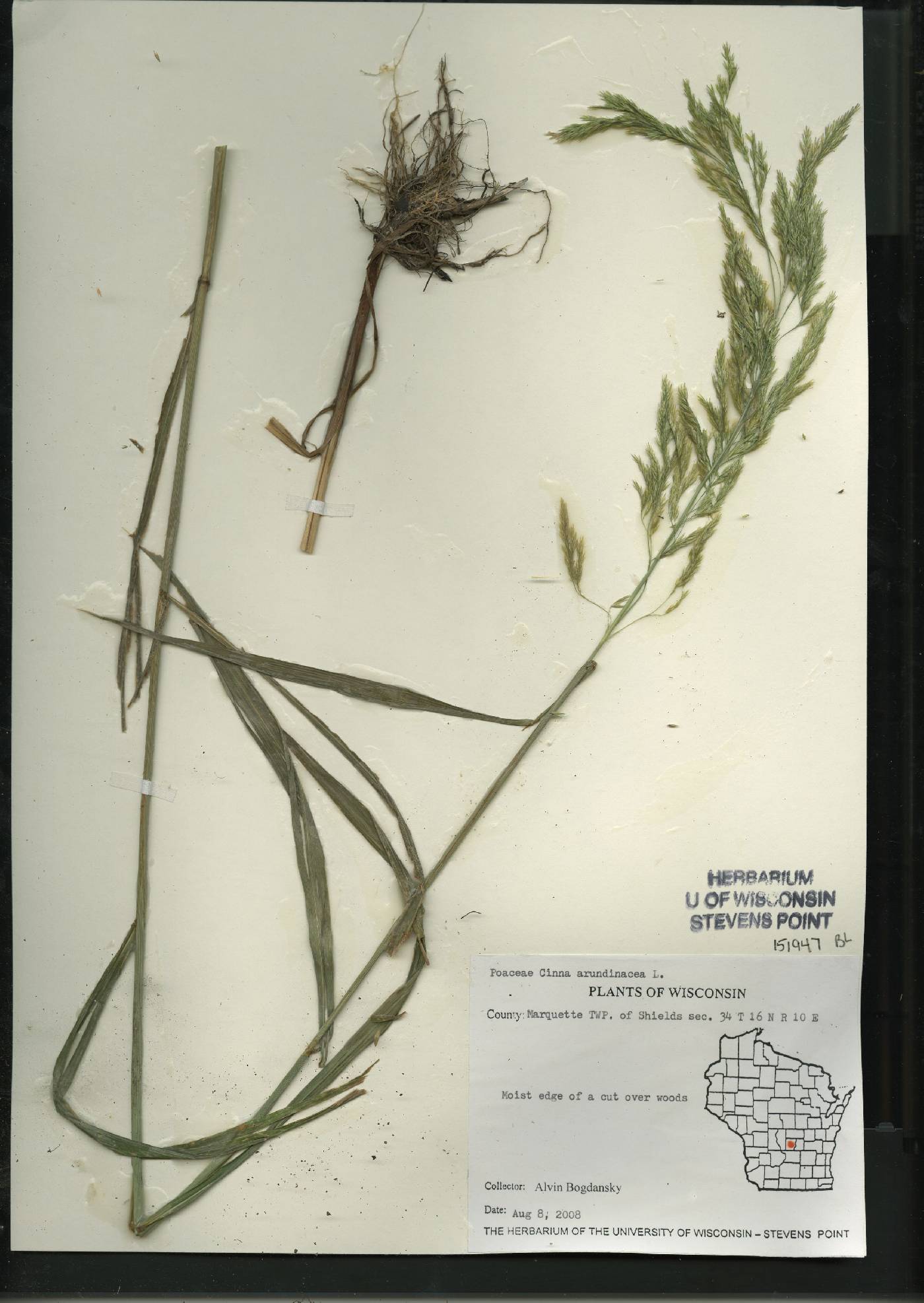 Cinna arundinacea image