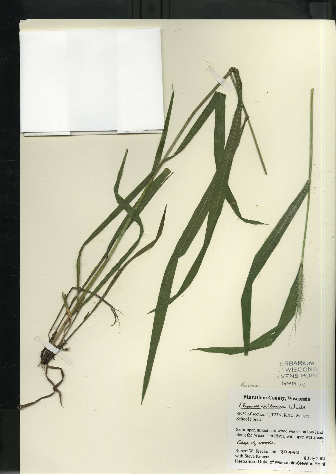 Elymus villosus var. villosus image