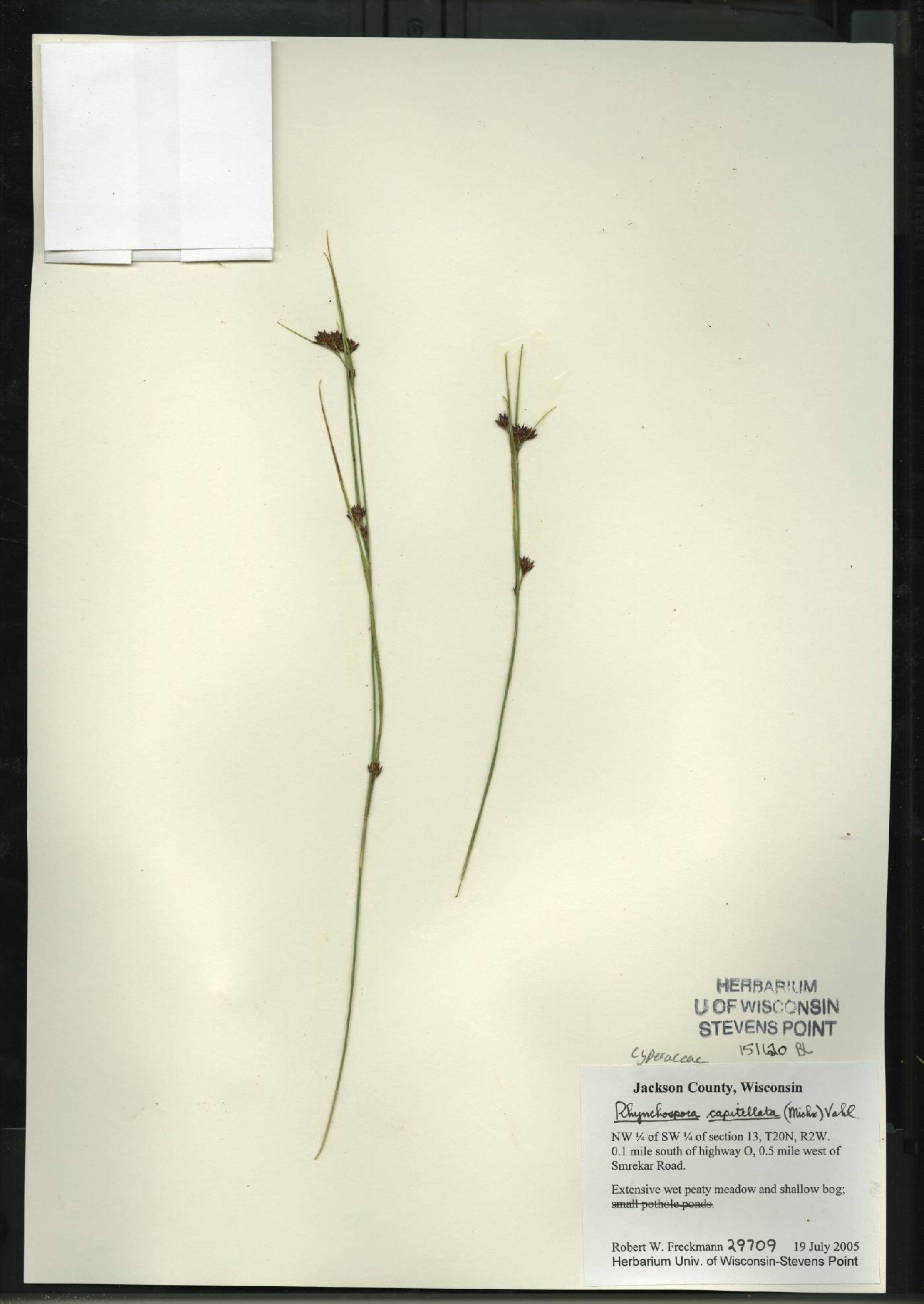 Rhynchospora capitellata image
