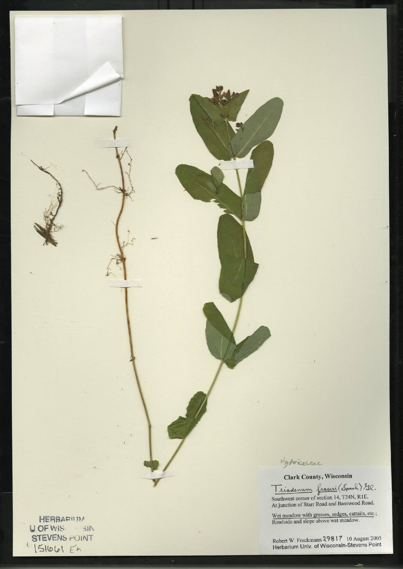 Triadenum fraseri image