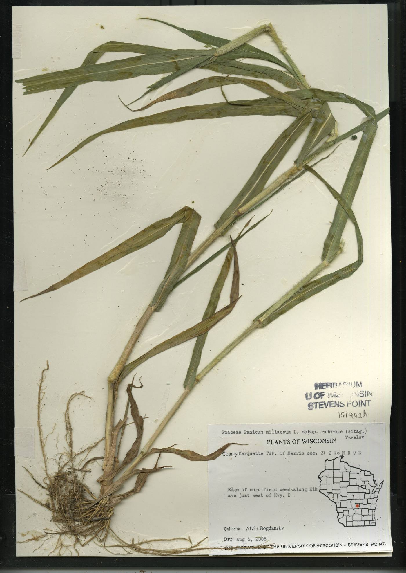 Panicum miliaceum subsp. ruderale image