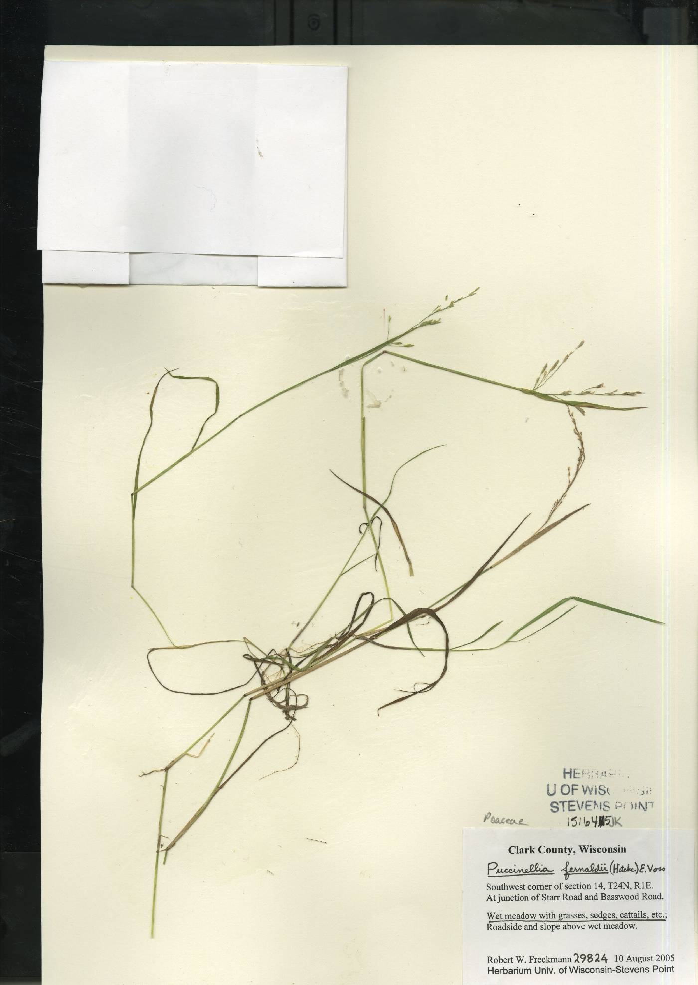 Torreyochloa fernaldii image