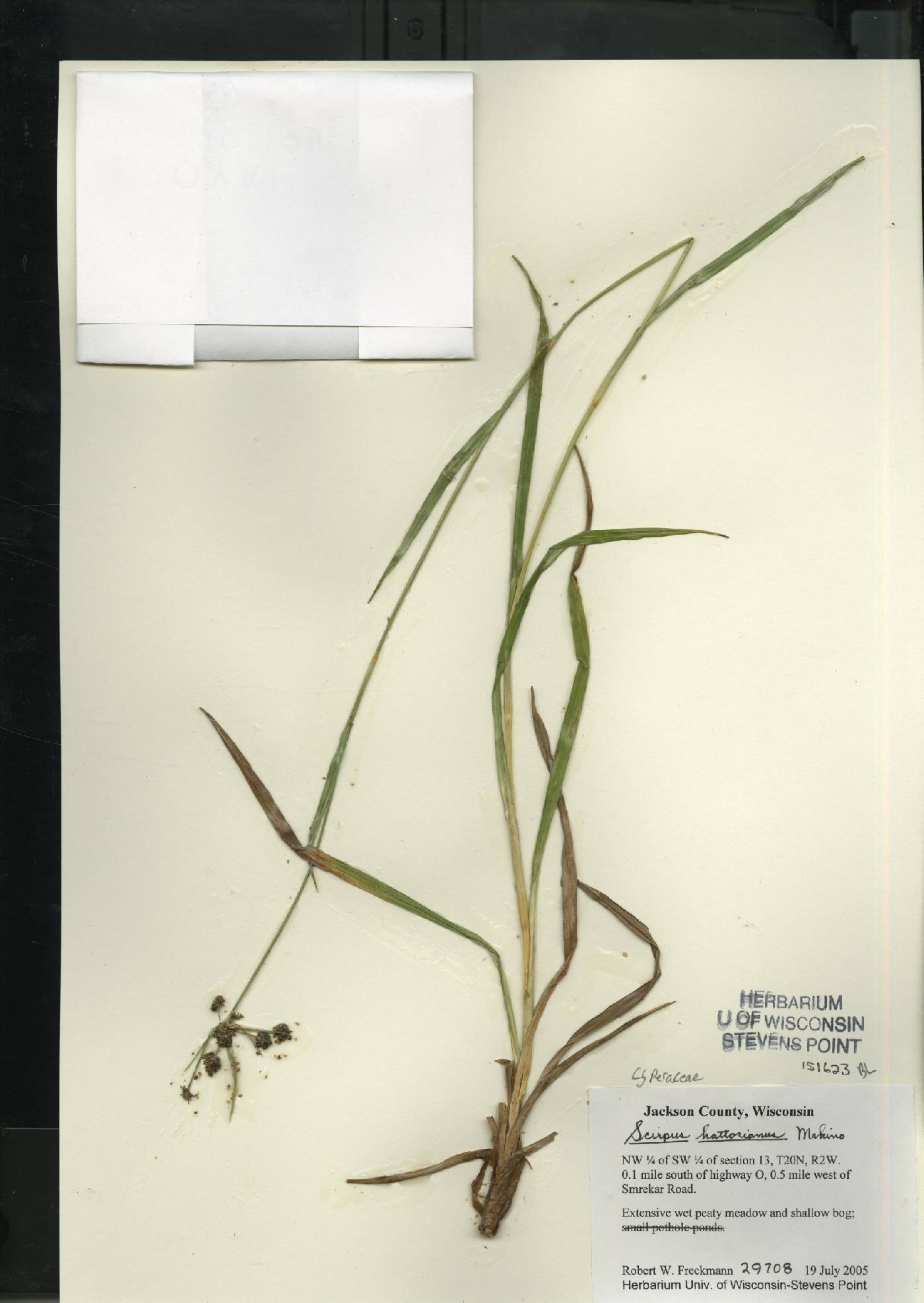 Scirpus hattorianus image