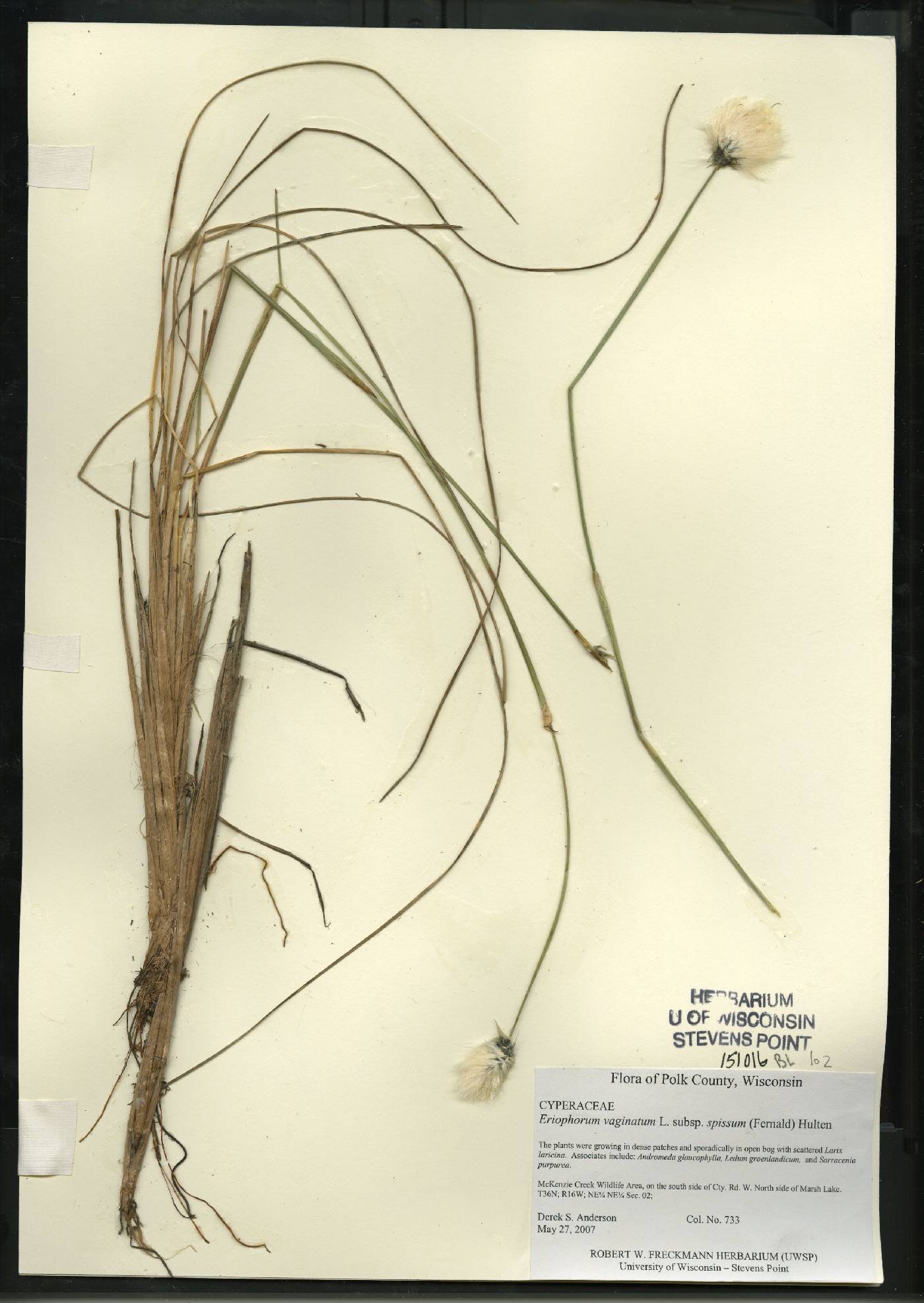 Eriophorum vaginatum image
