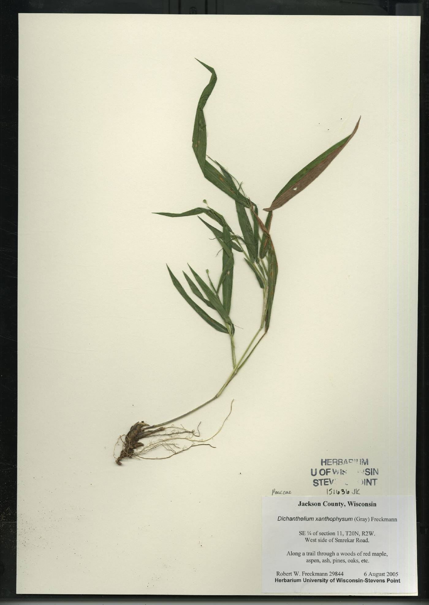 Dichanthelium xanthophysum image