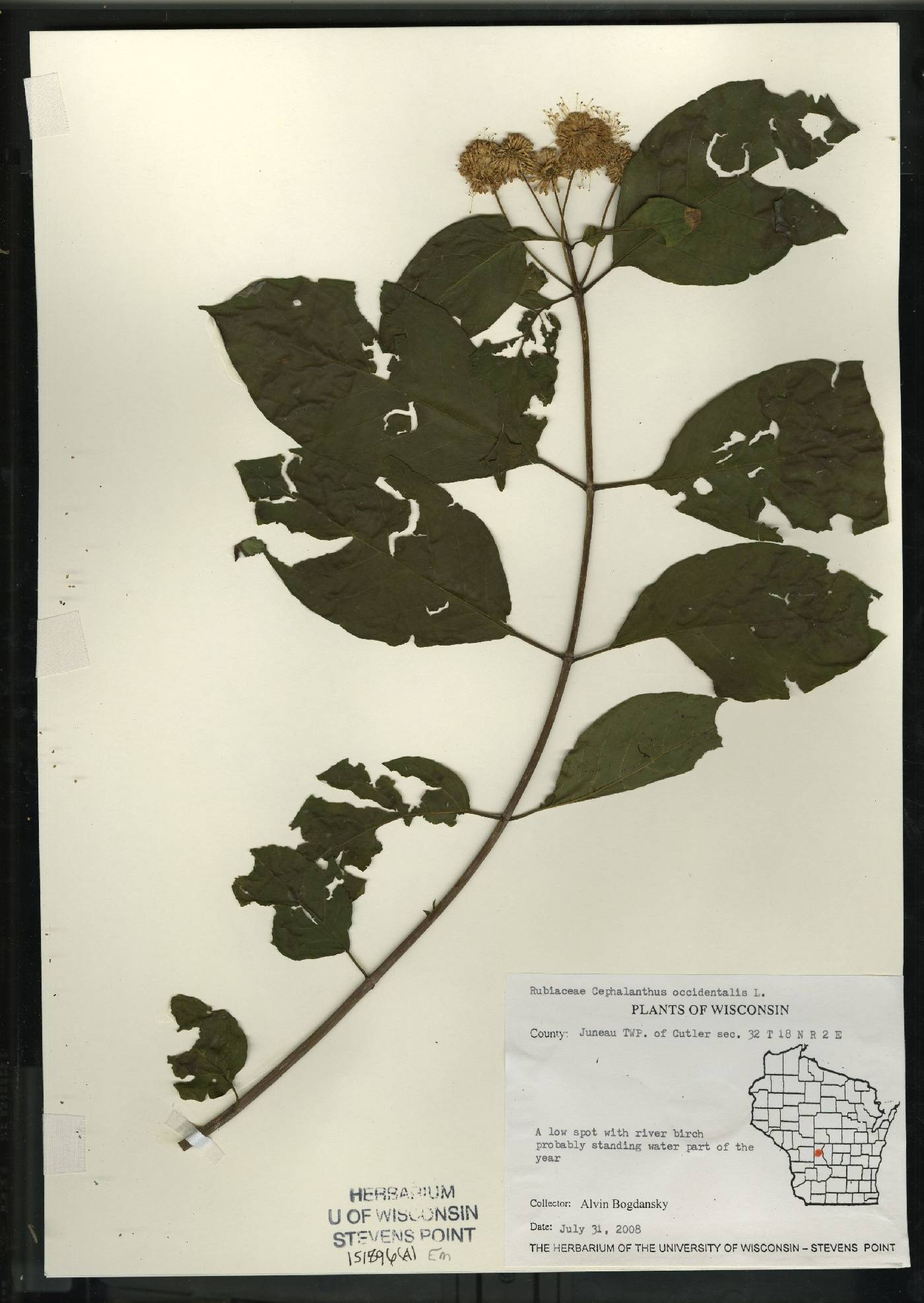 Cephalanthus occidentalis image