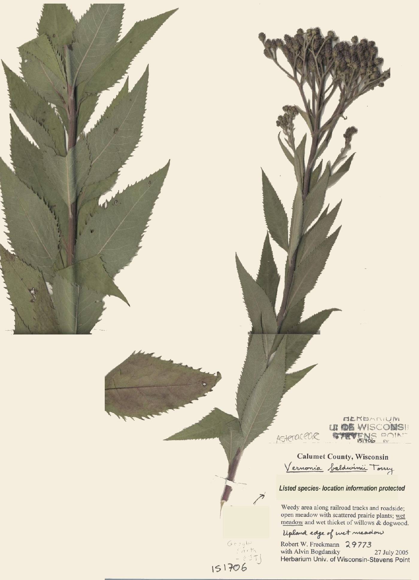 Vernonia baldwinii image