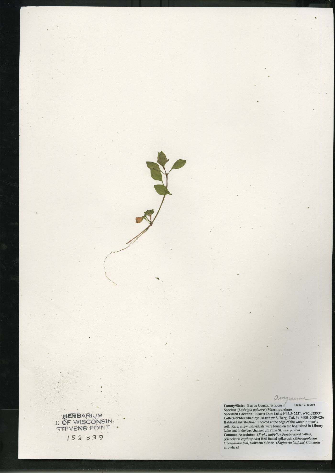 Ludwigia palustris image