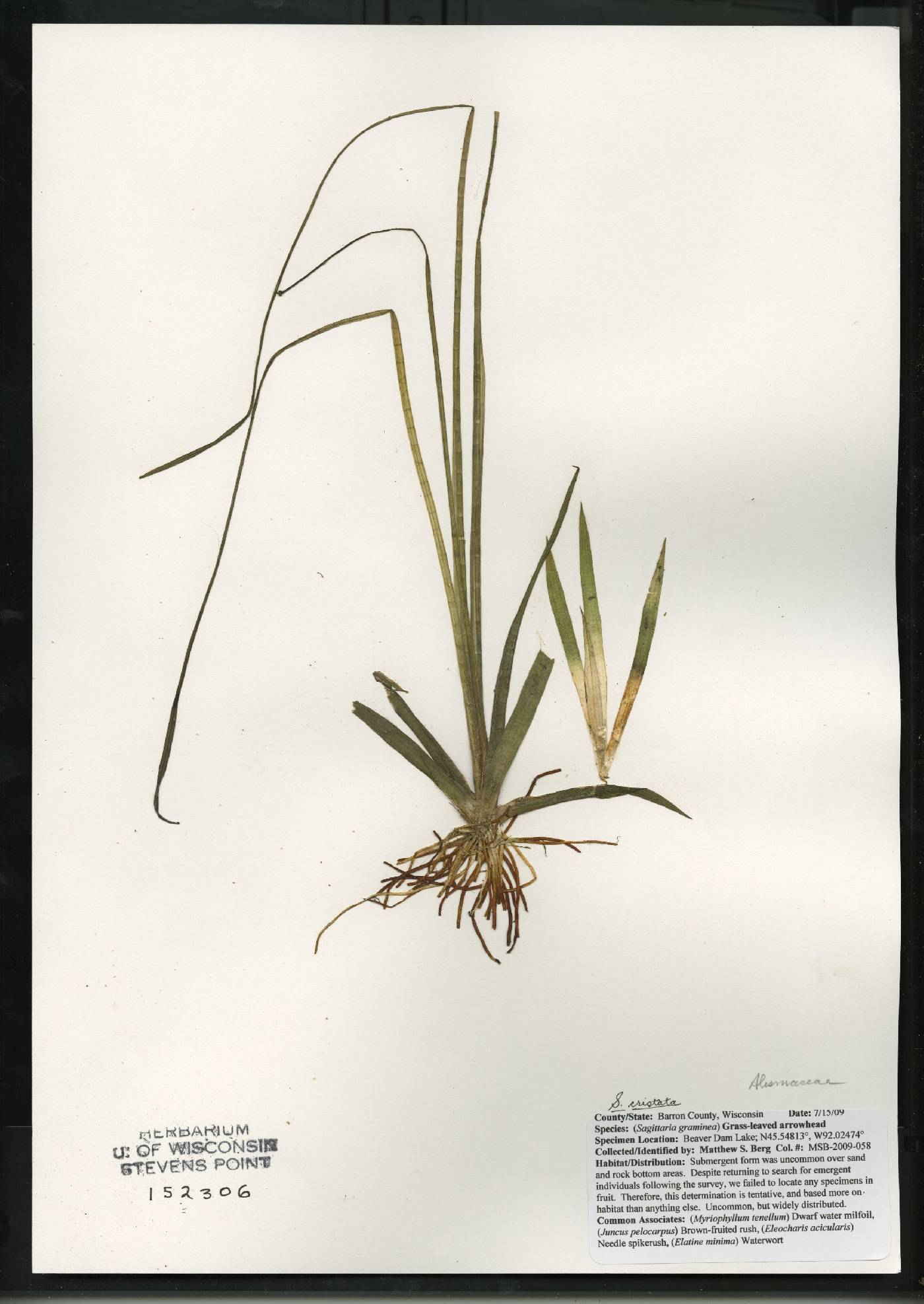 Sagittaria cristata image