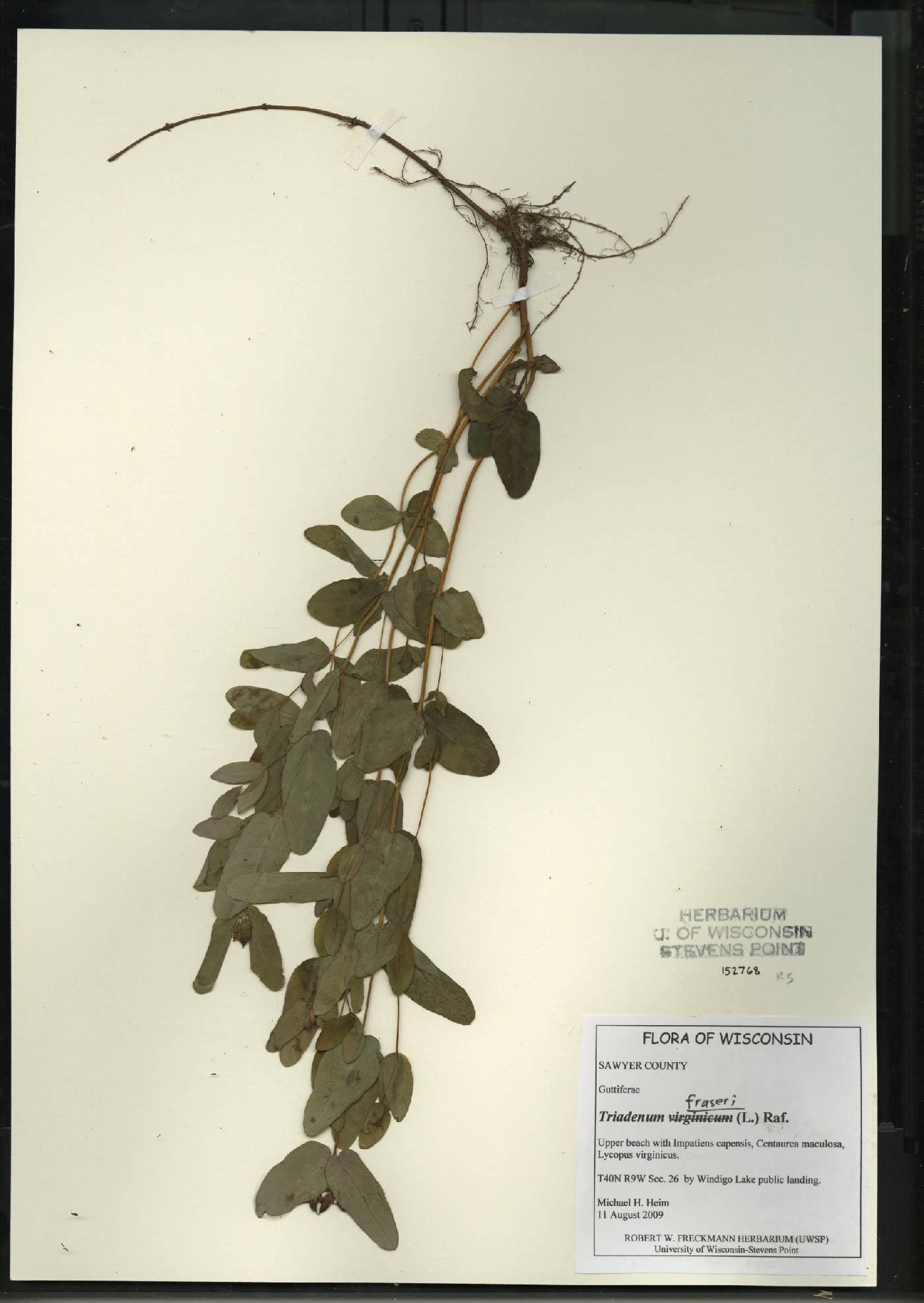 Triadenum fraseri image