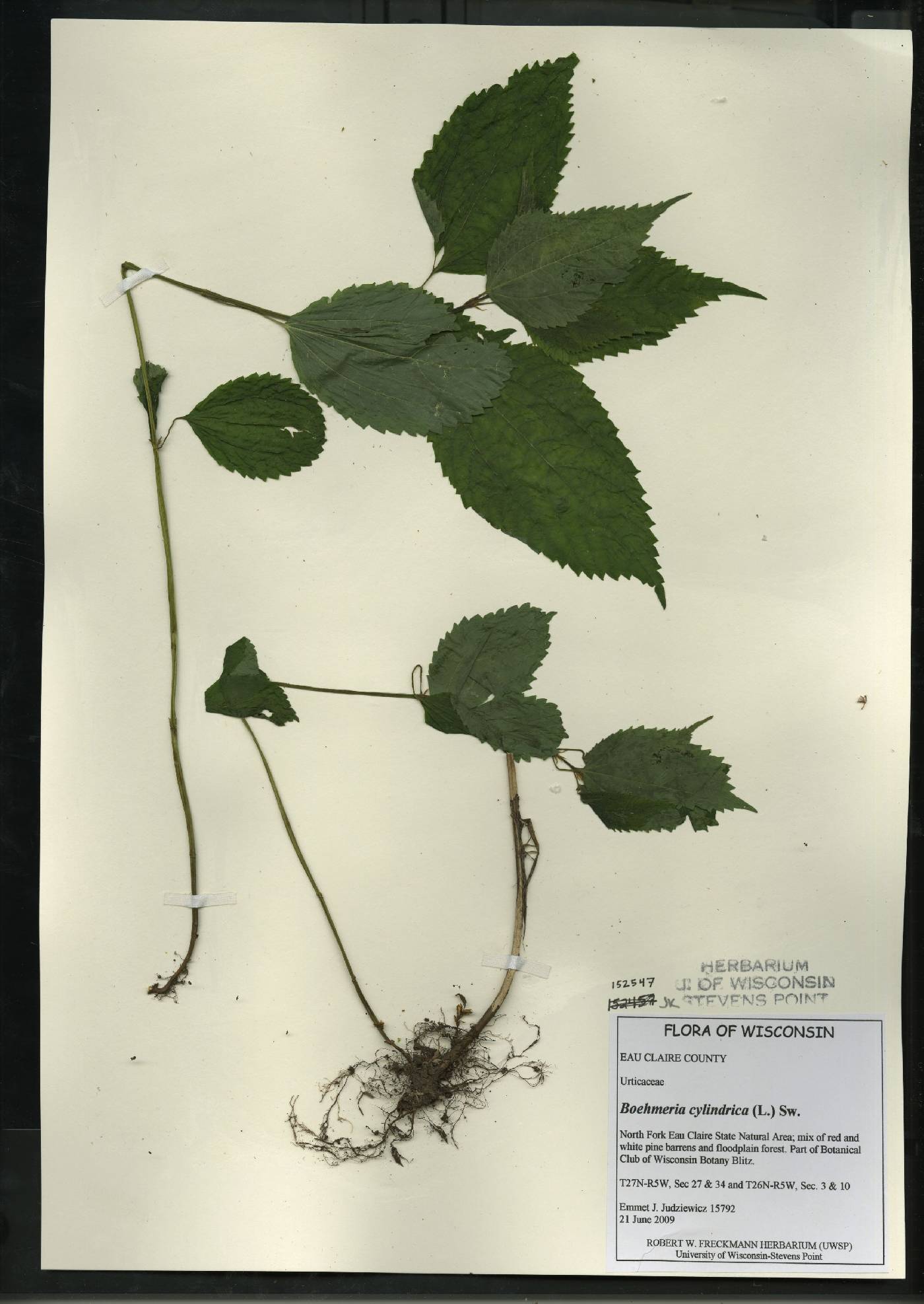 Boehmeria cylindrica image