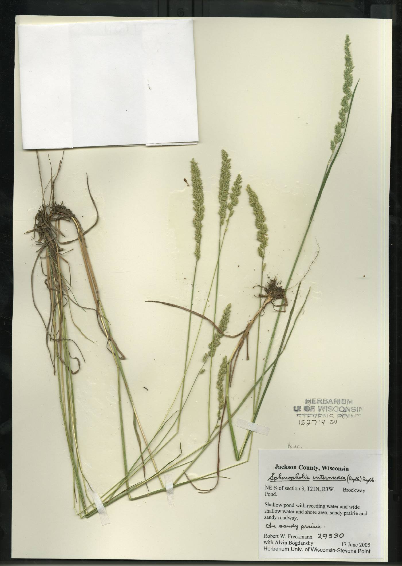Sphenopholis intermedia image