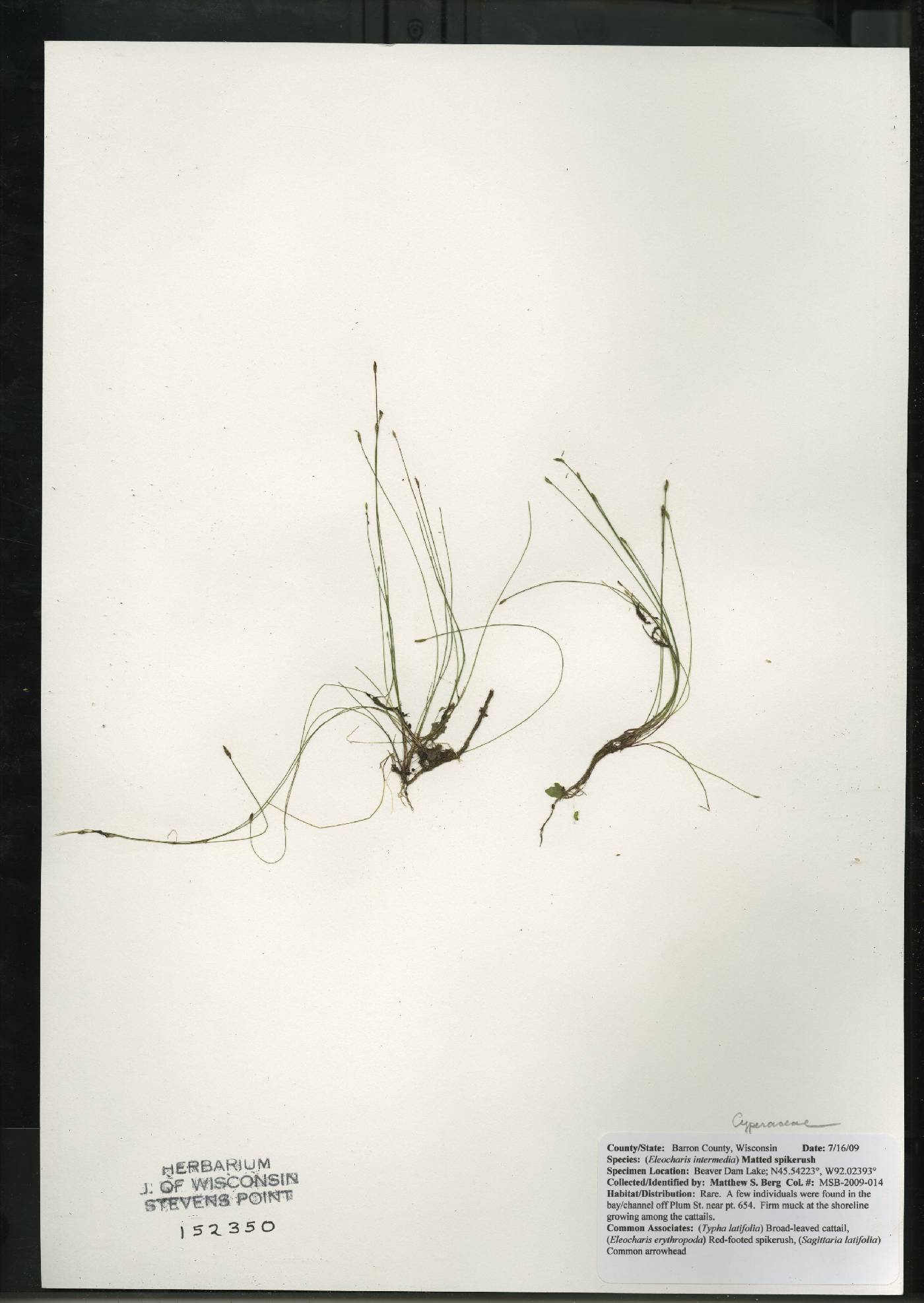 Eleocharis intermedia image