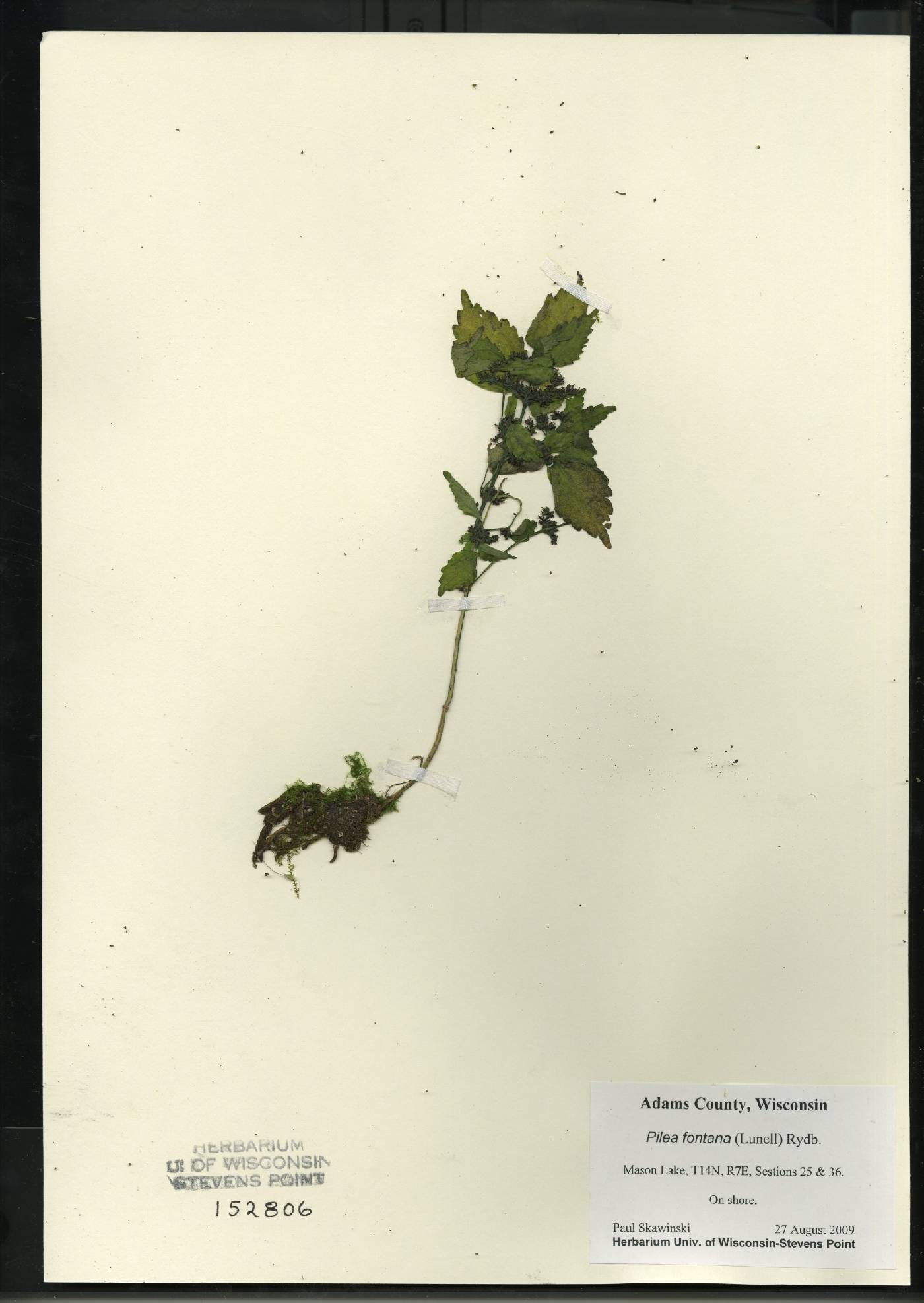 Pilea fontana image