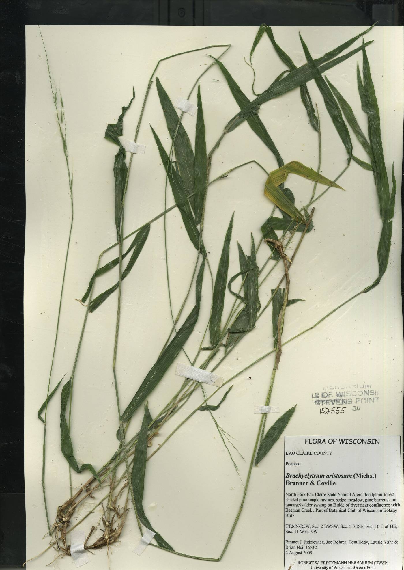 Brachyelytrum aristosum image