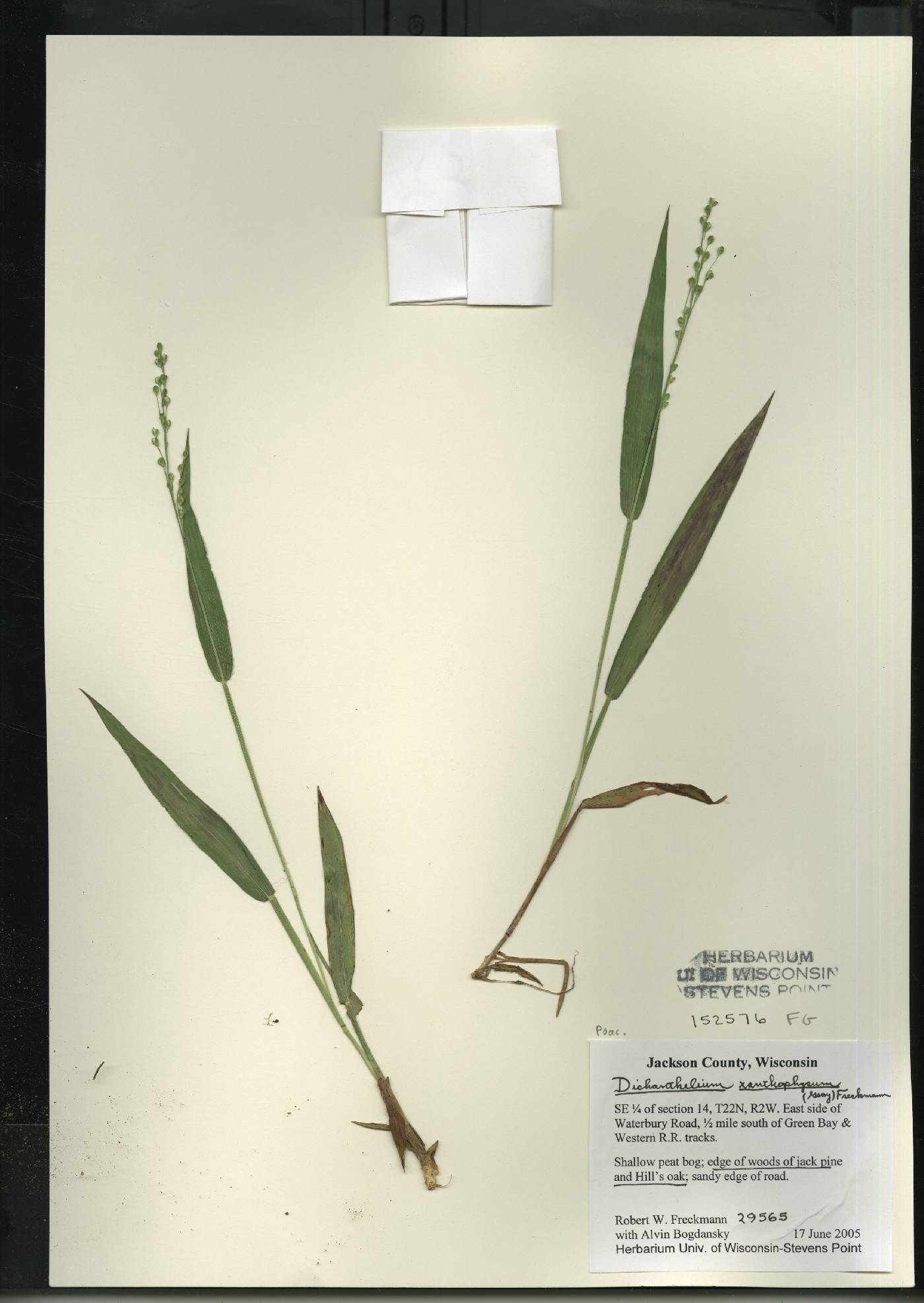 Dichanthelium xanthophysum image