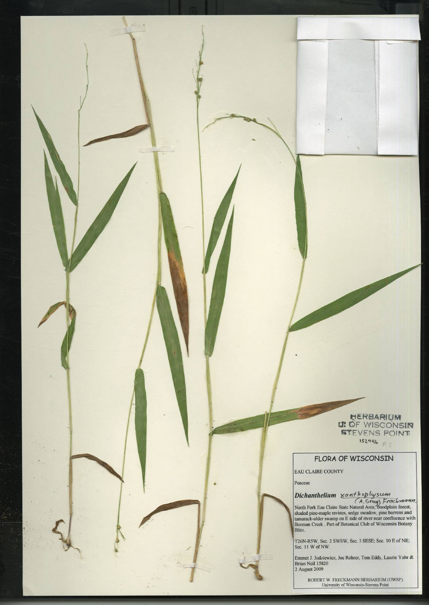Dichanthelium xanthophysum image