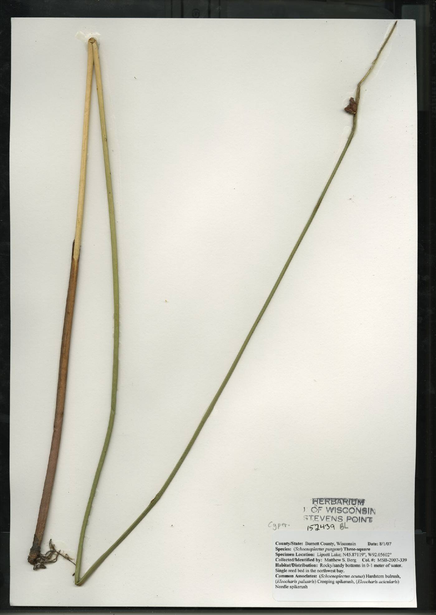 Schoenoplectus pungens image