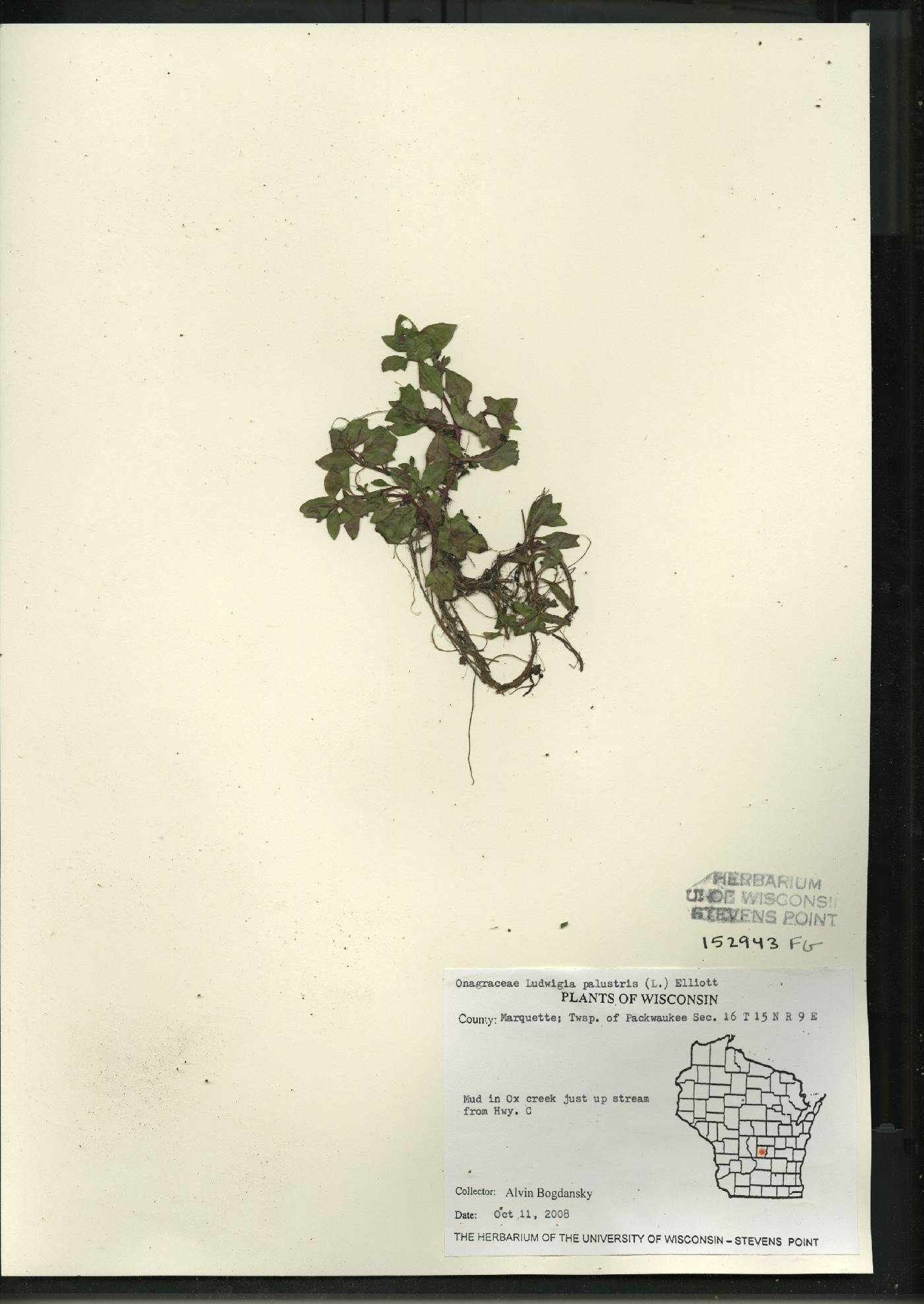 Ludwigia palustris image