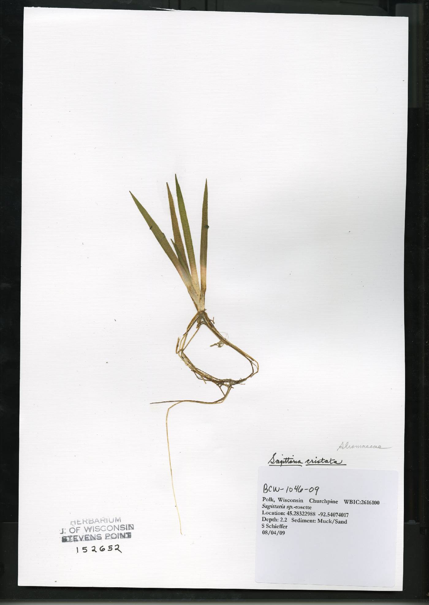 Sagittaria cristata image