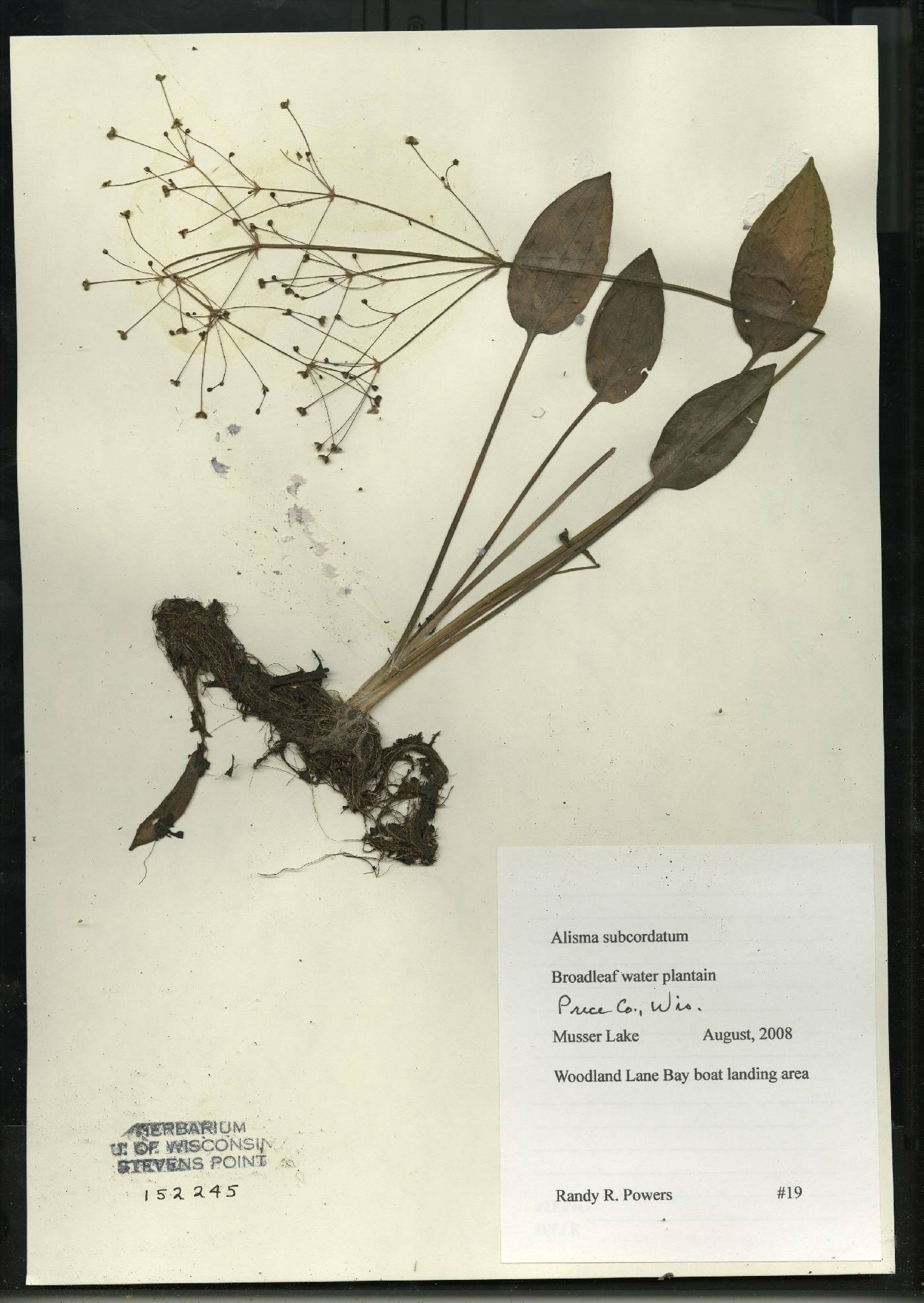 Alisma subcordatum image