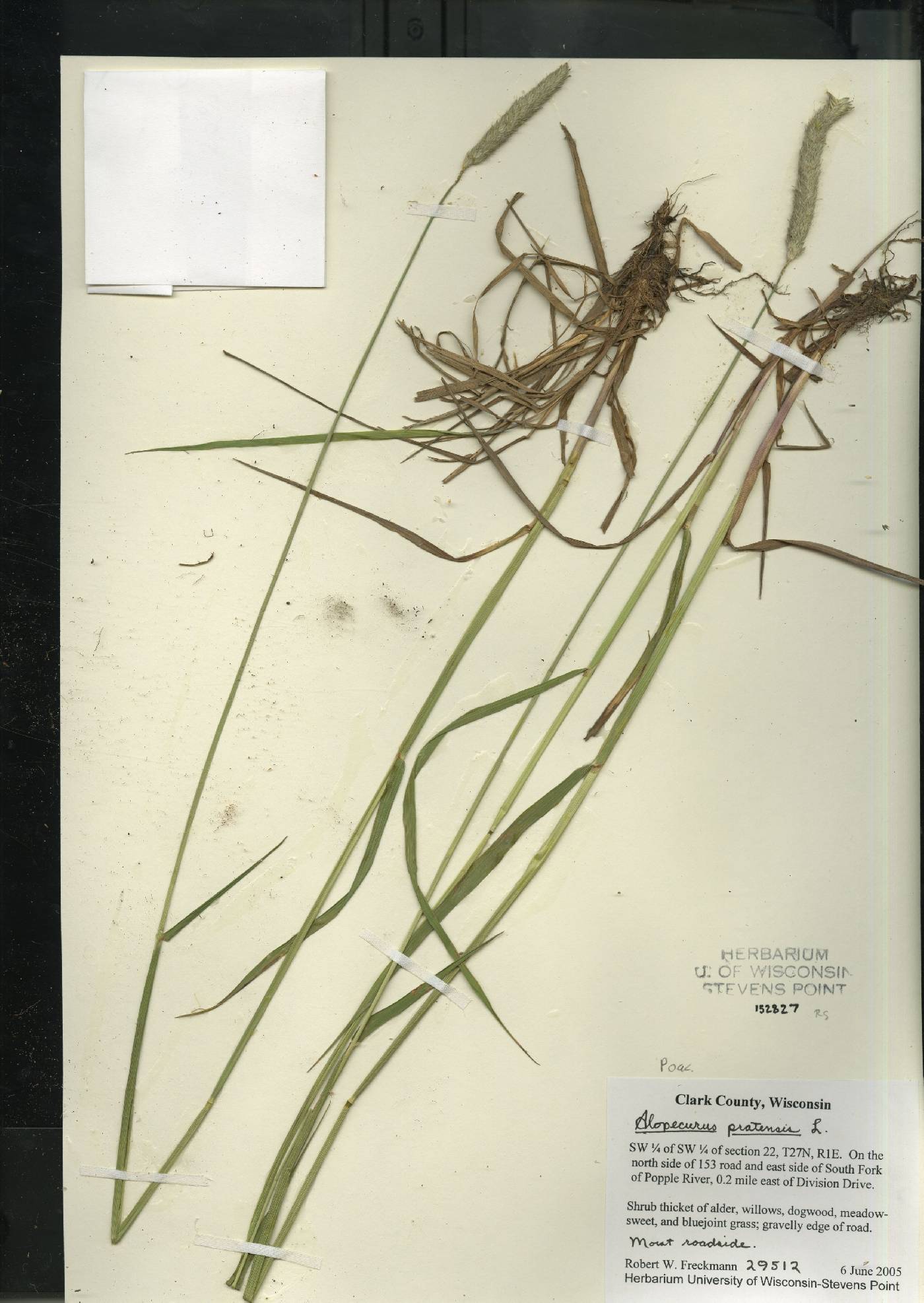 Alopecurus pratensis image