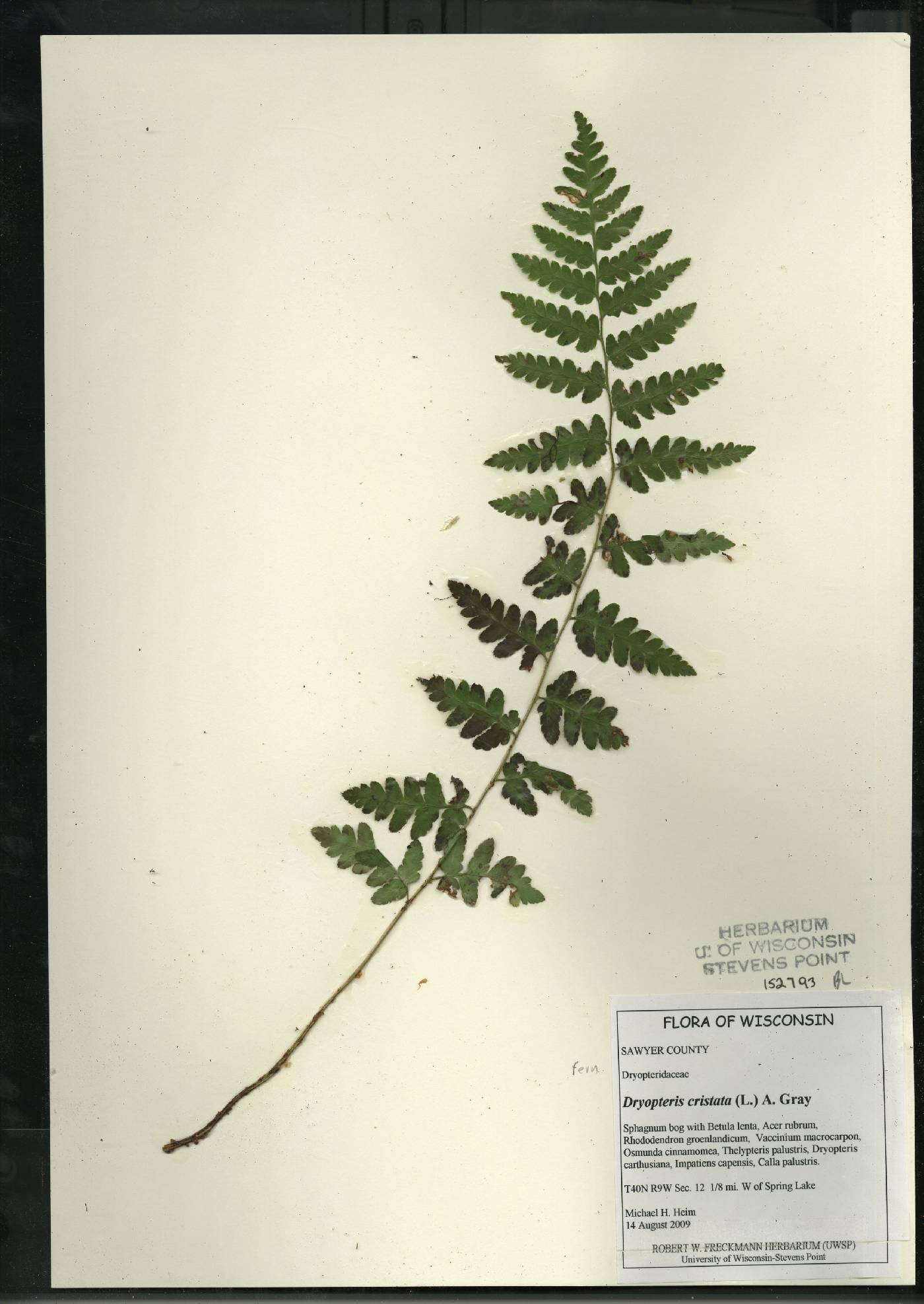 Dryopteris cristata image