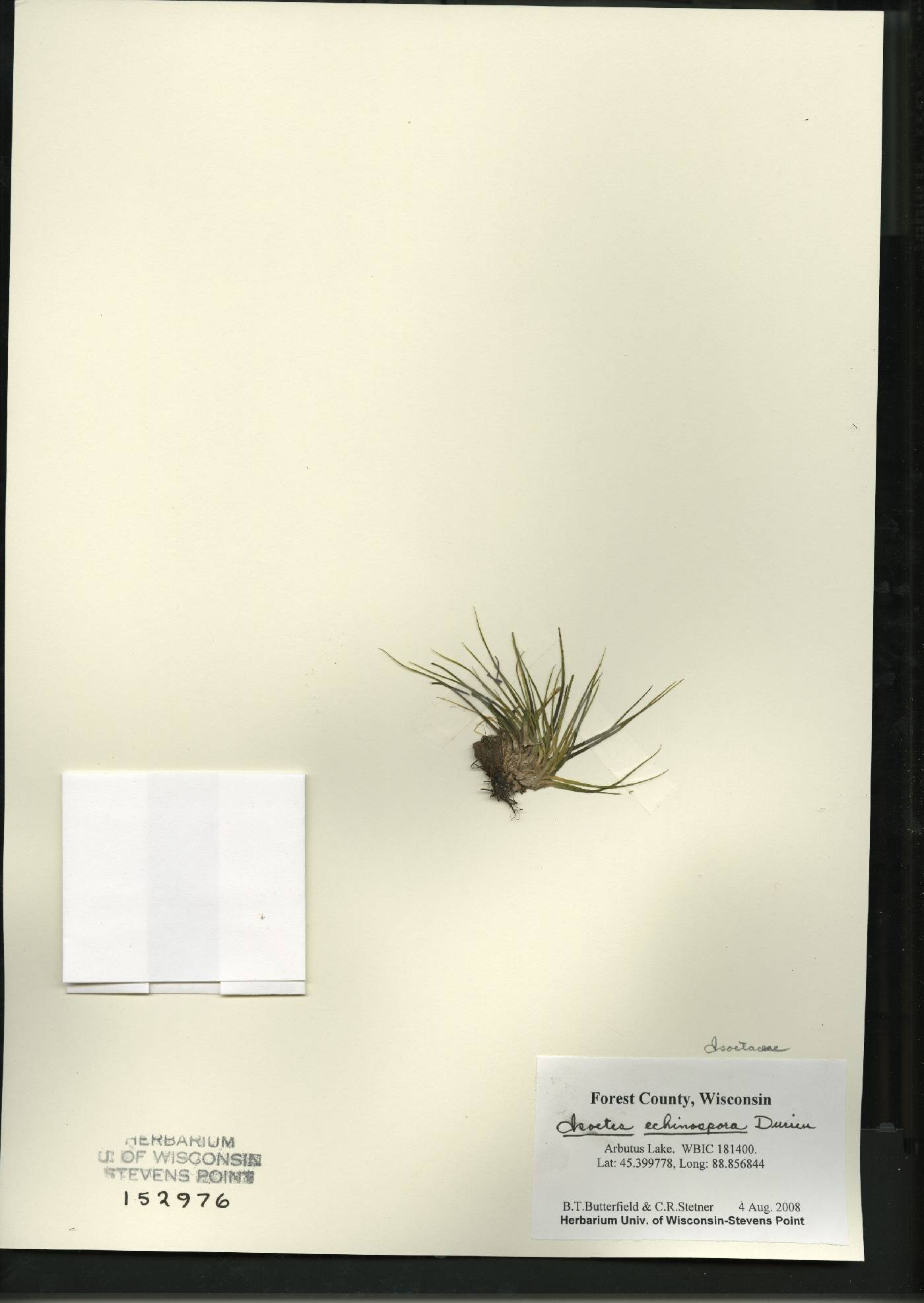 Isoëtes echinospora image