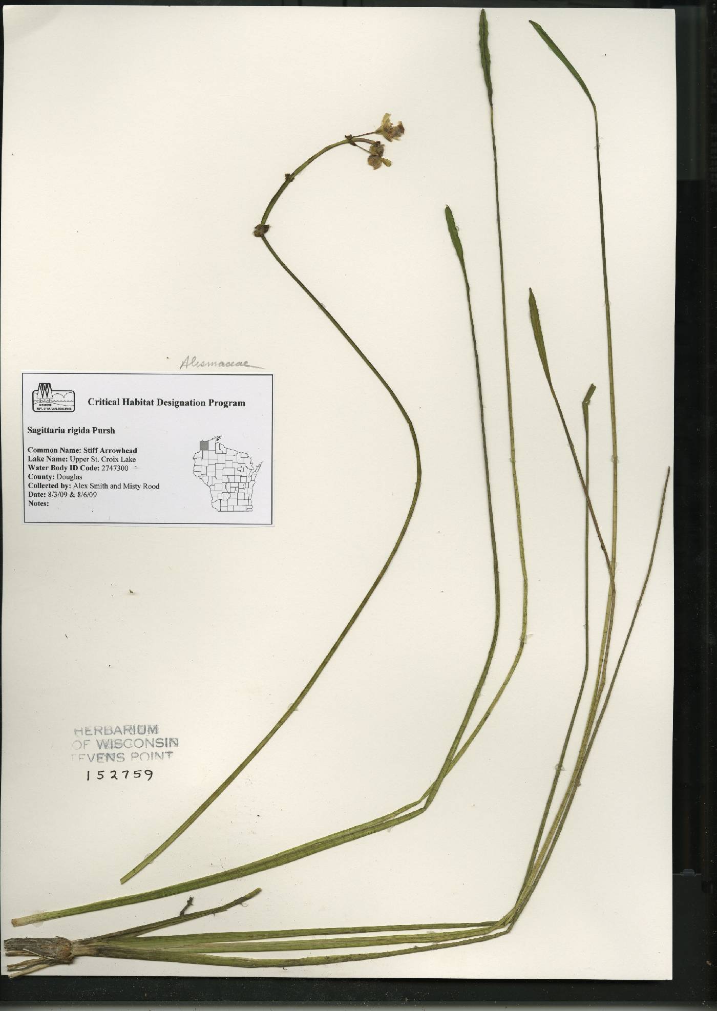 Sagittaria rigida image