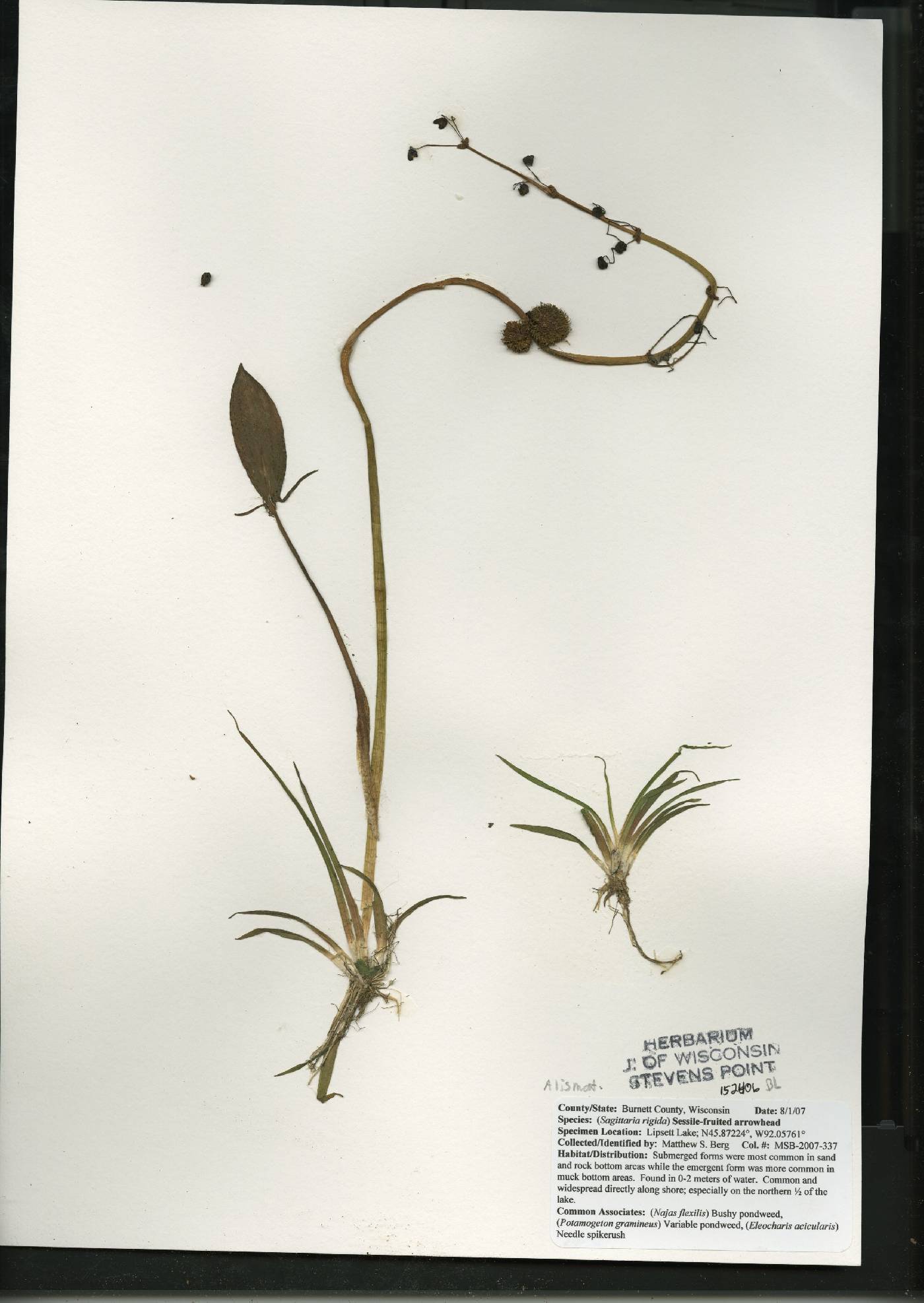 Sagittaria rigida image