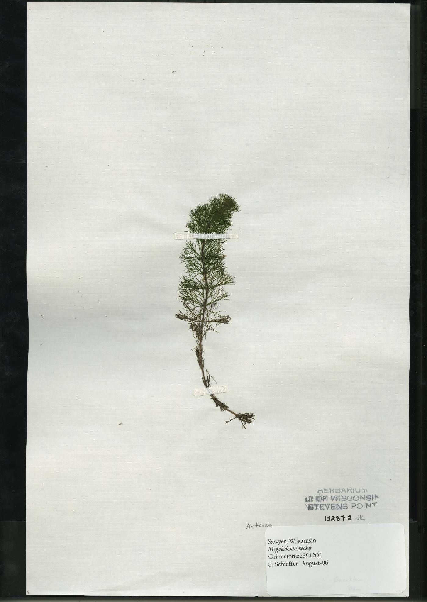 Bidens beckii image