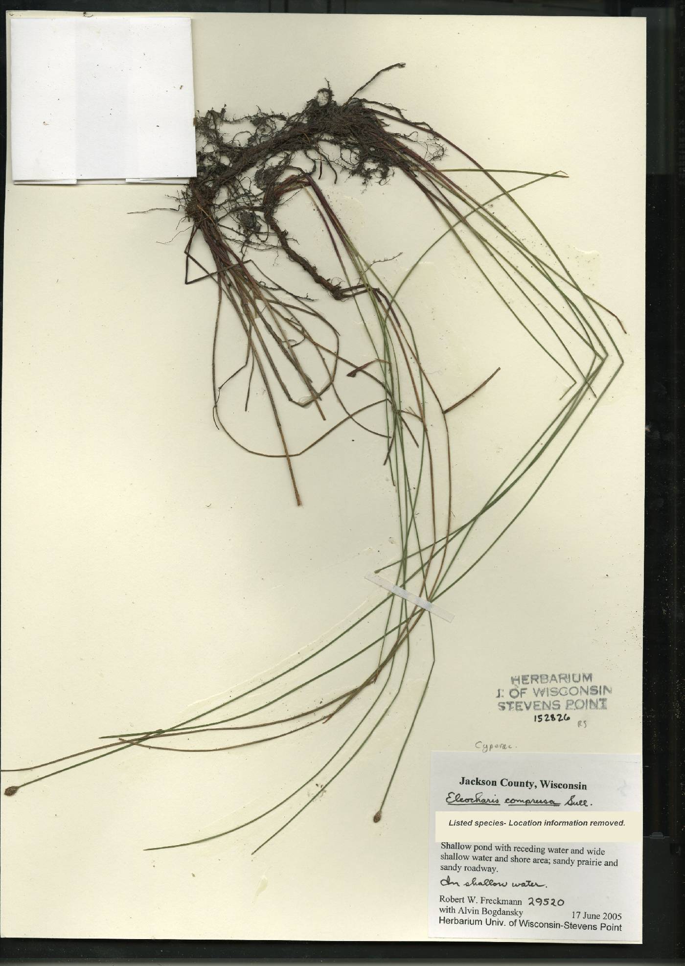 Eleocharis compressa var. compressa image