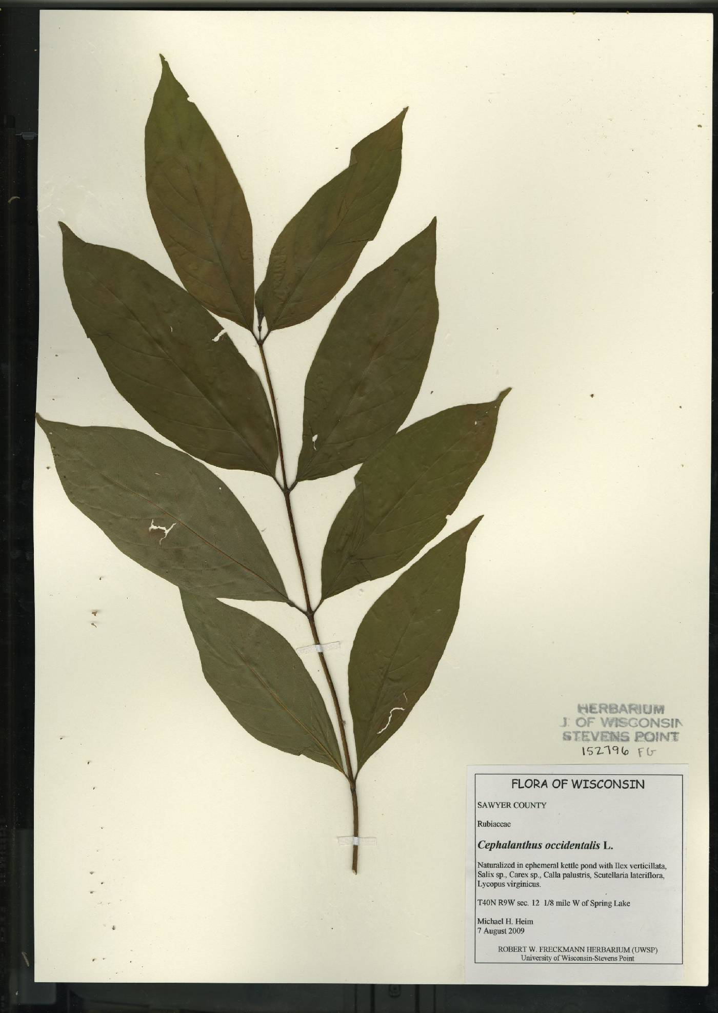 Cephalanthus occidentalis image